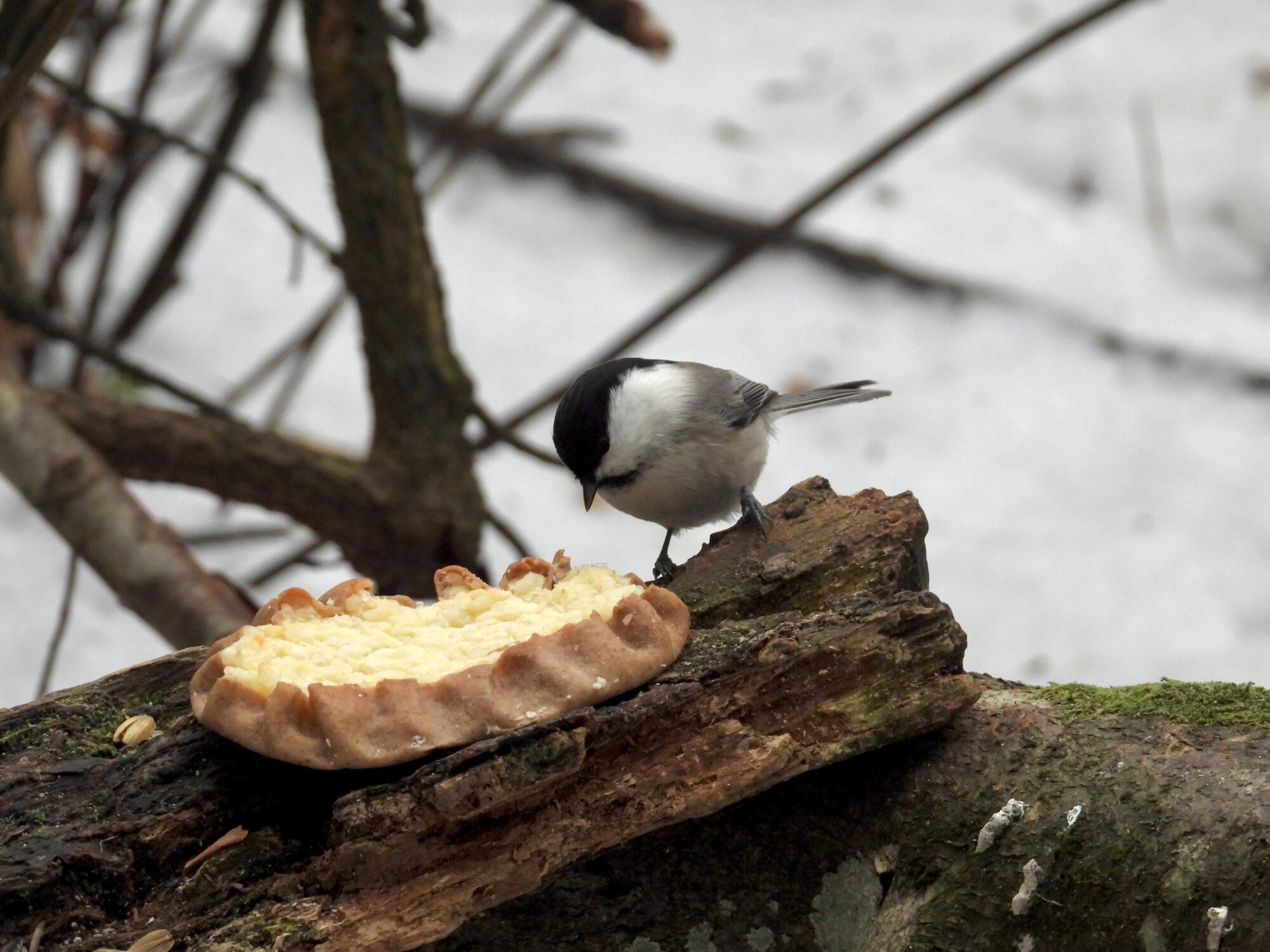 Valokuvaaja: Juhani Peltonen