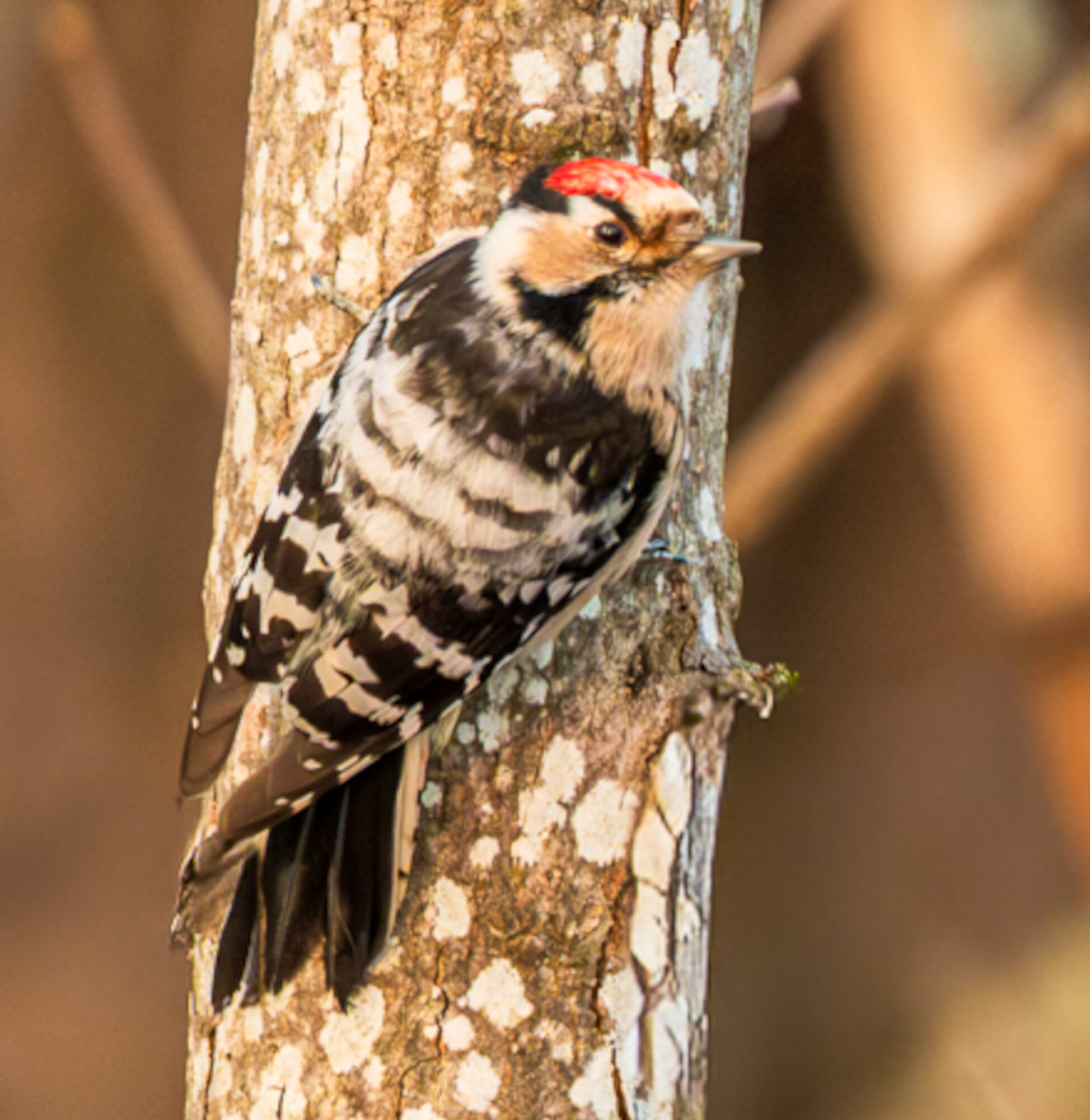 Valokuvaaja: Timo Mustonen