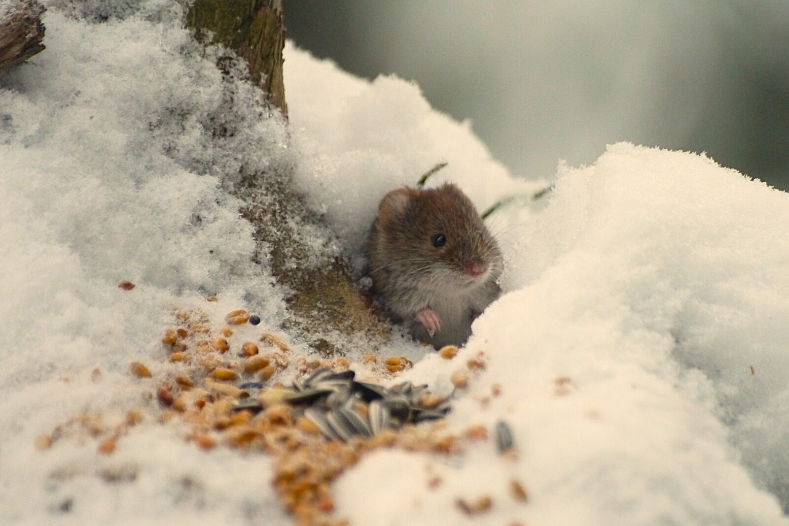 Valokuvaaja: Anna-Riikka paasoannariikka@gmail.com