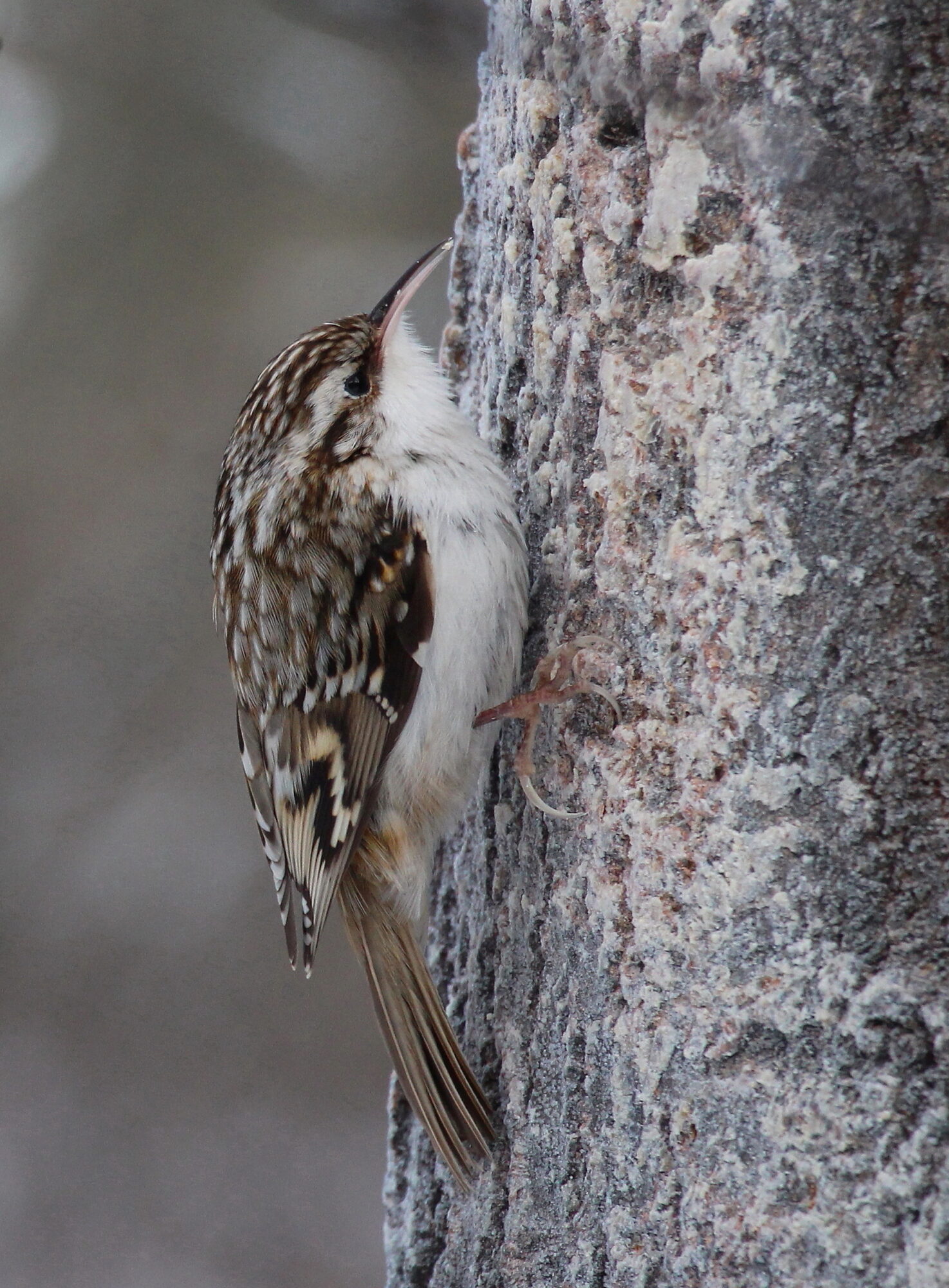 Valokuvaaja: Kirsi-Marja Joenpolvi