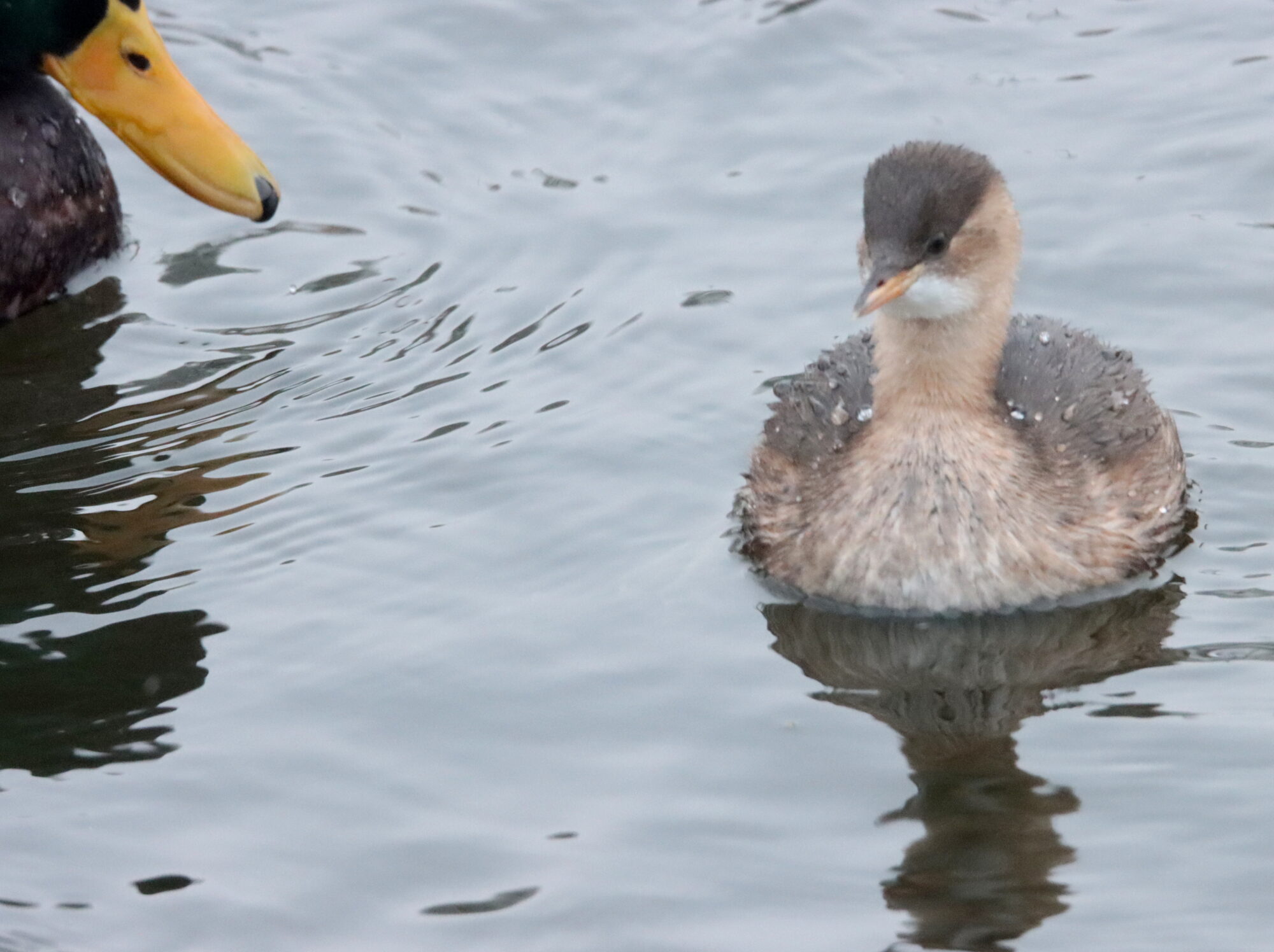 Valokuvaaja: Irja Lehtinen