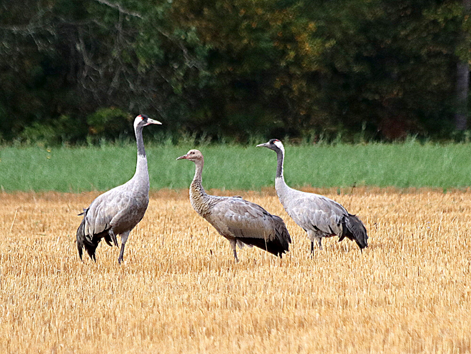 Valokuvaaja: Hannu Rasiranta