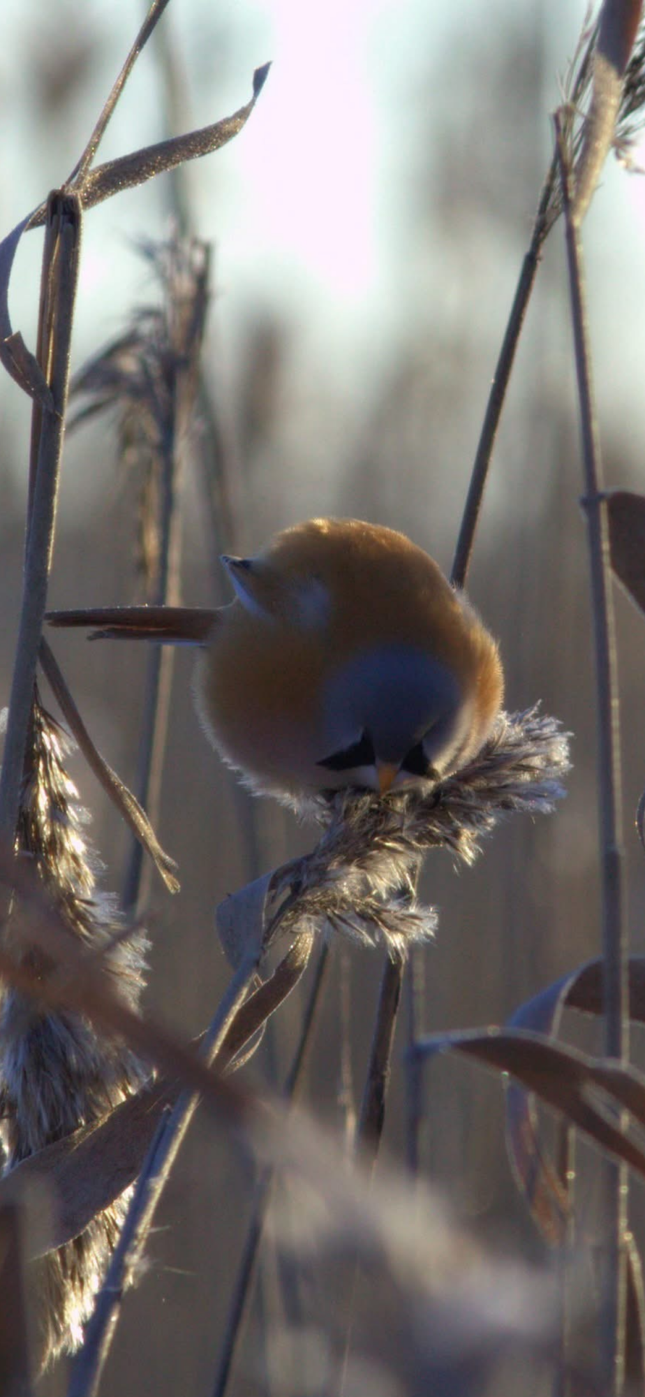 Valokuvaaja: tapio keinonen