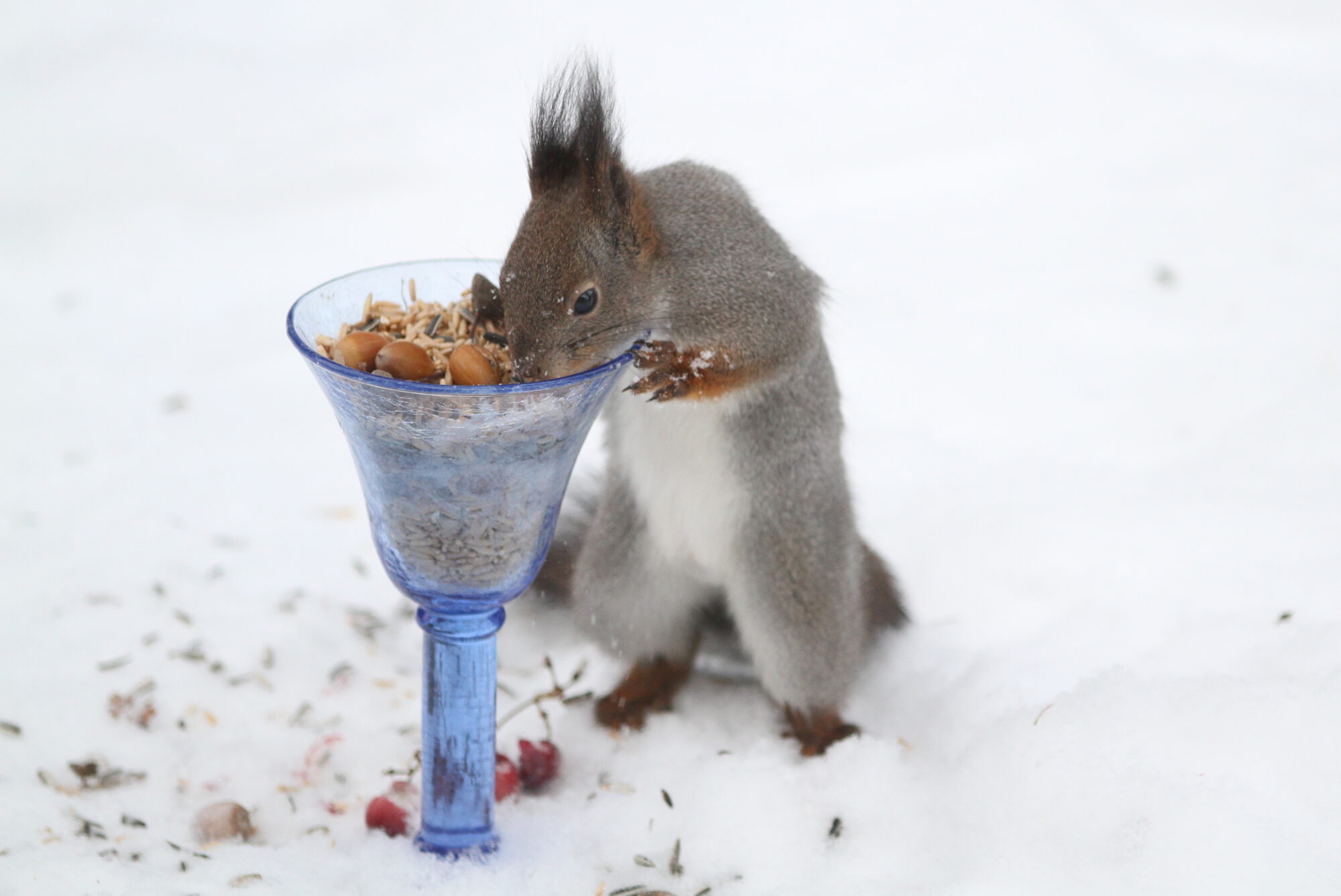 Valokuvaaja: Kaarlo Asikainen