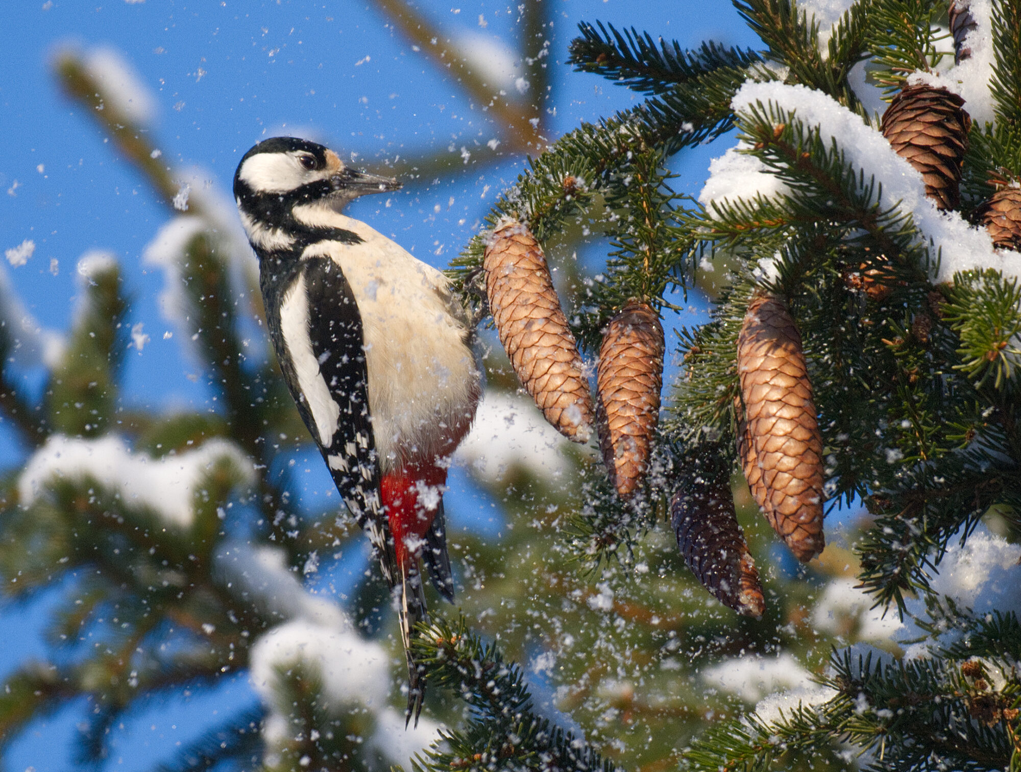 Valokuvaaja: Päivi Kiiskinen-Mustonen