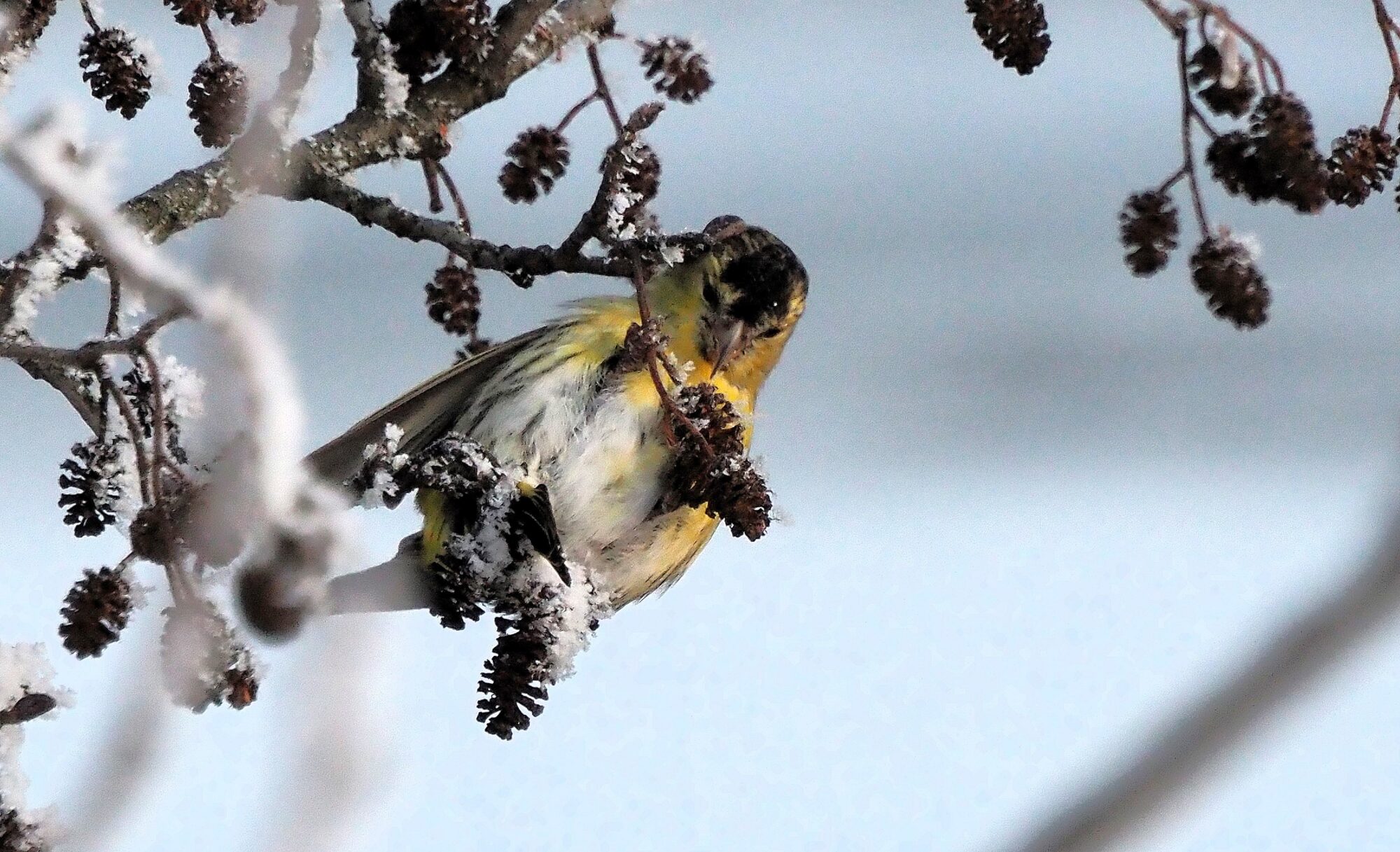 Valokuvaaja: Arja Valtonen