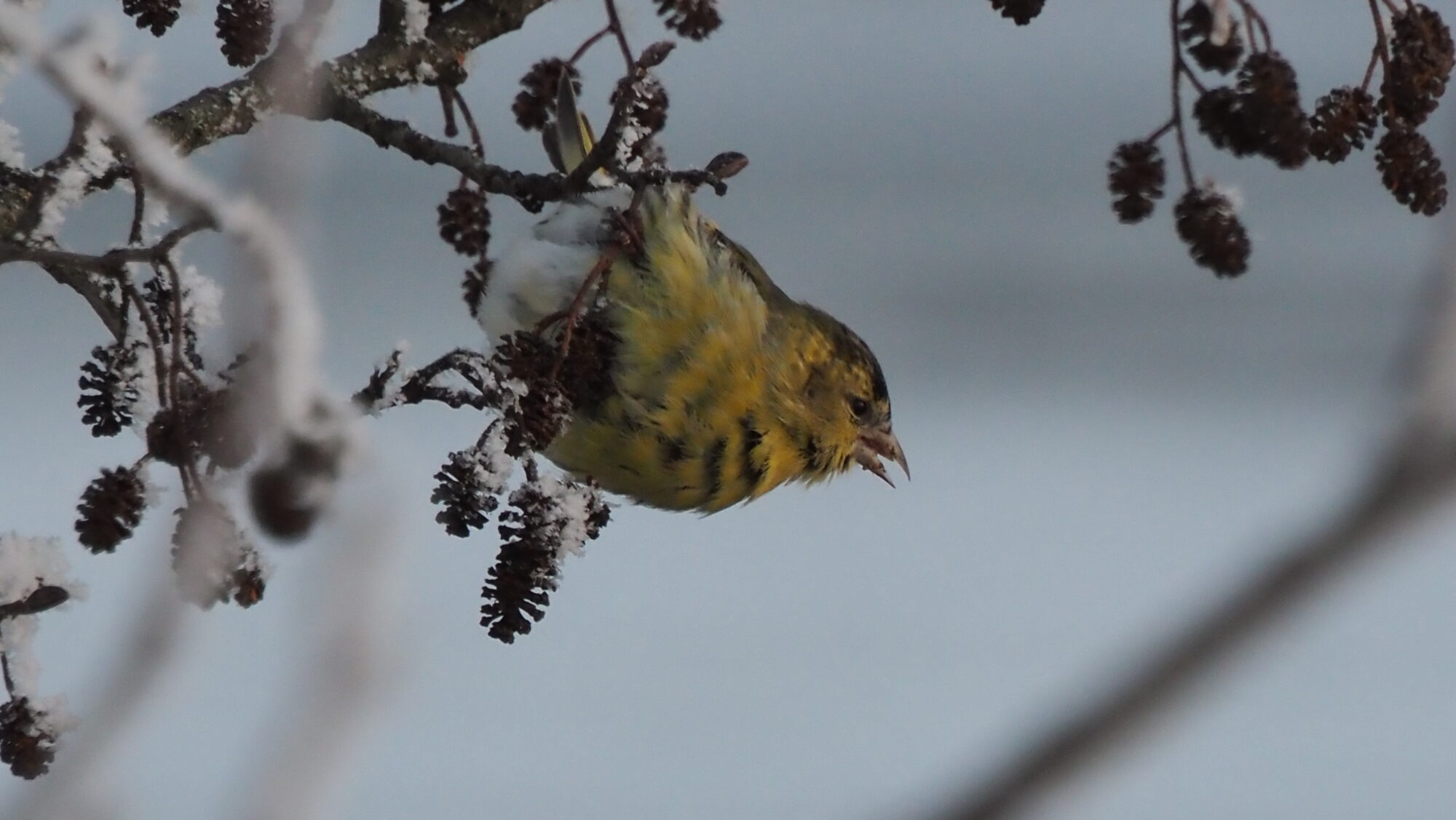 Valokuvaaja: Arja Valtonen