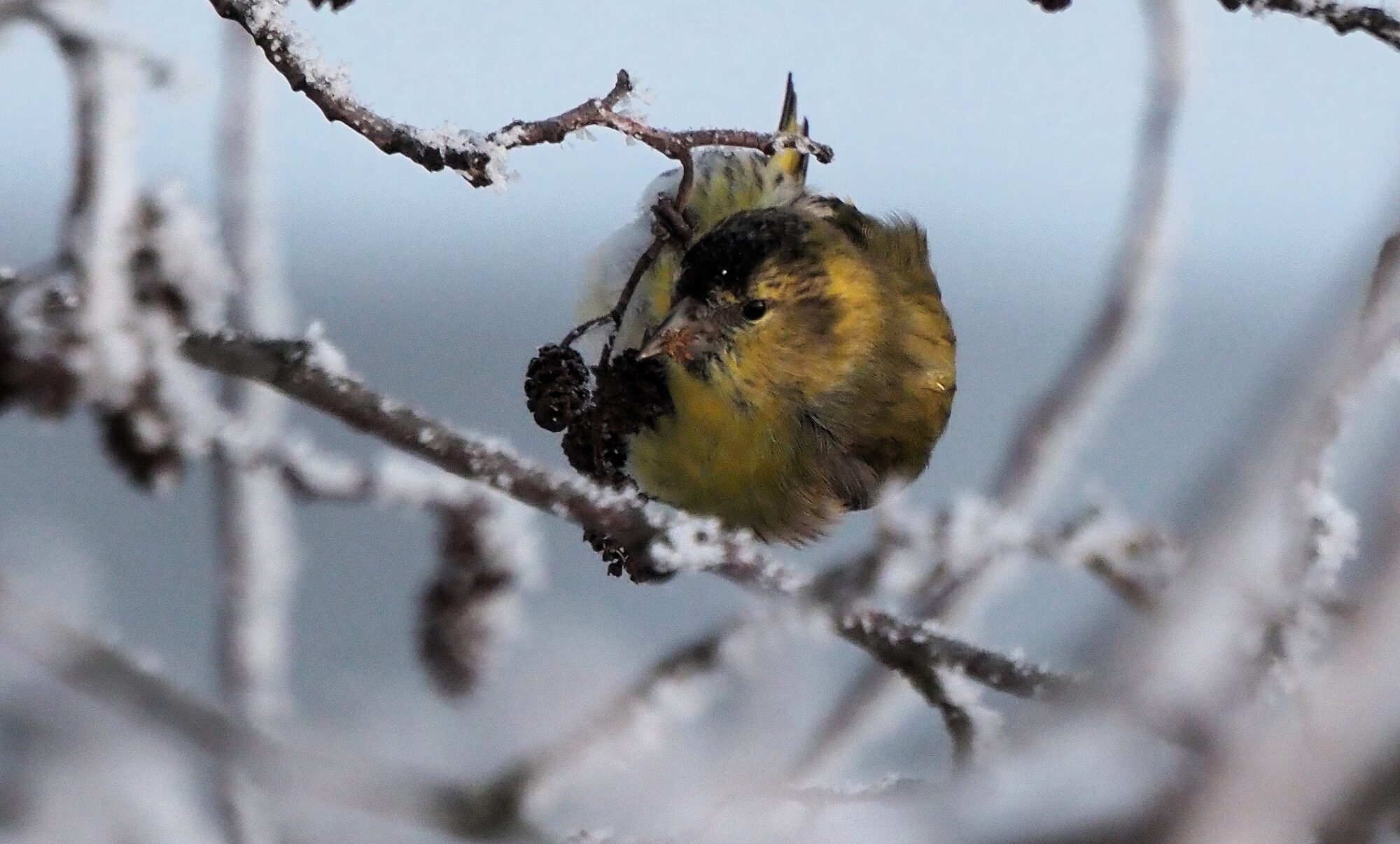 Valokuvaaja: Arja Valtonen