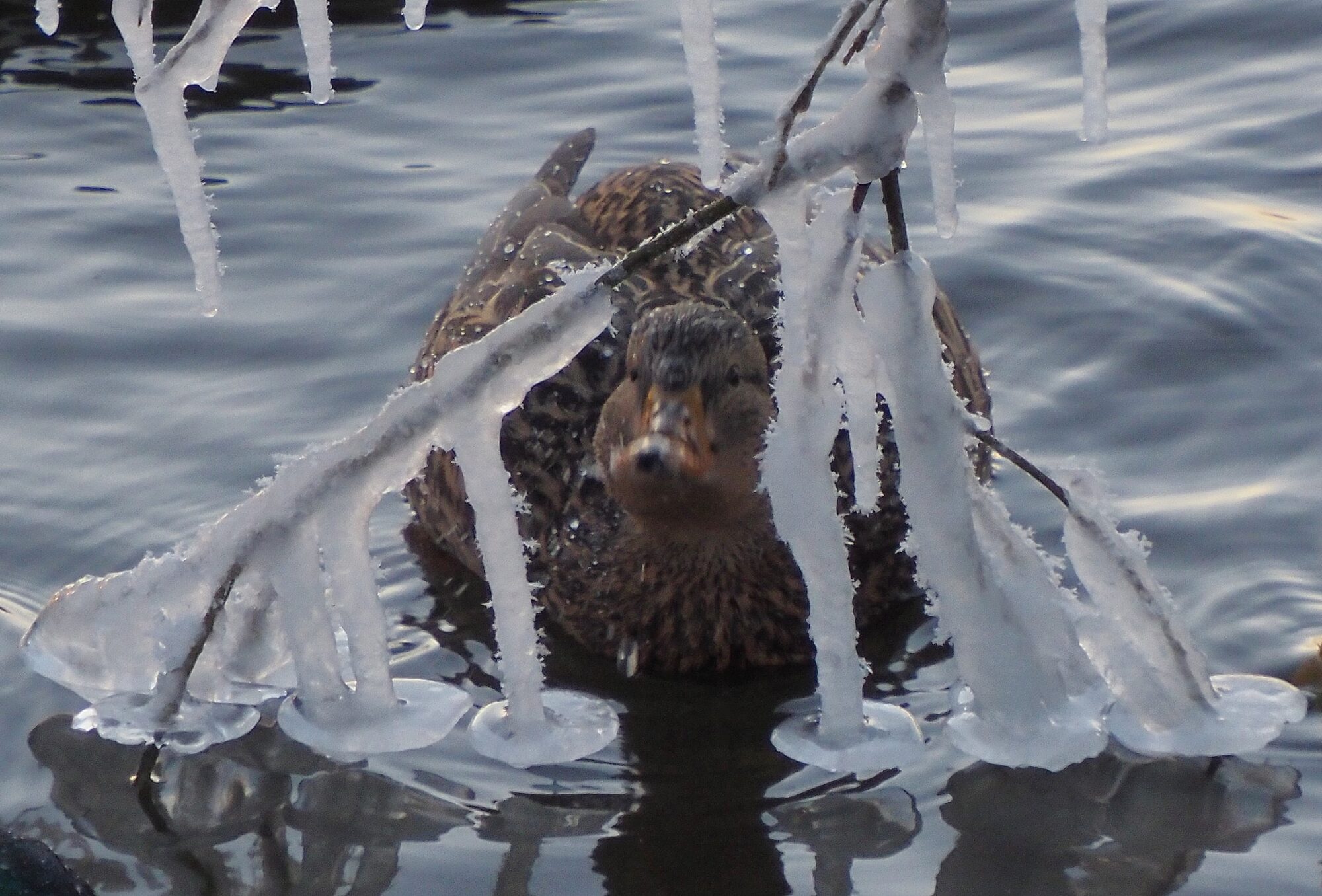 Valokuvaaja: Arja Valtonen