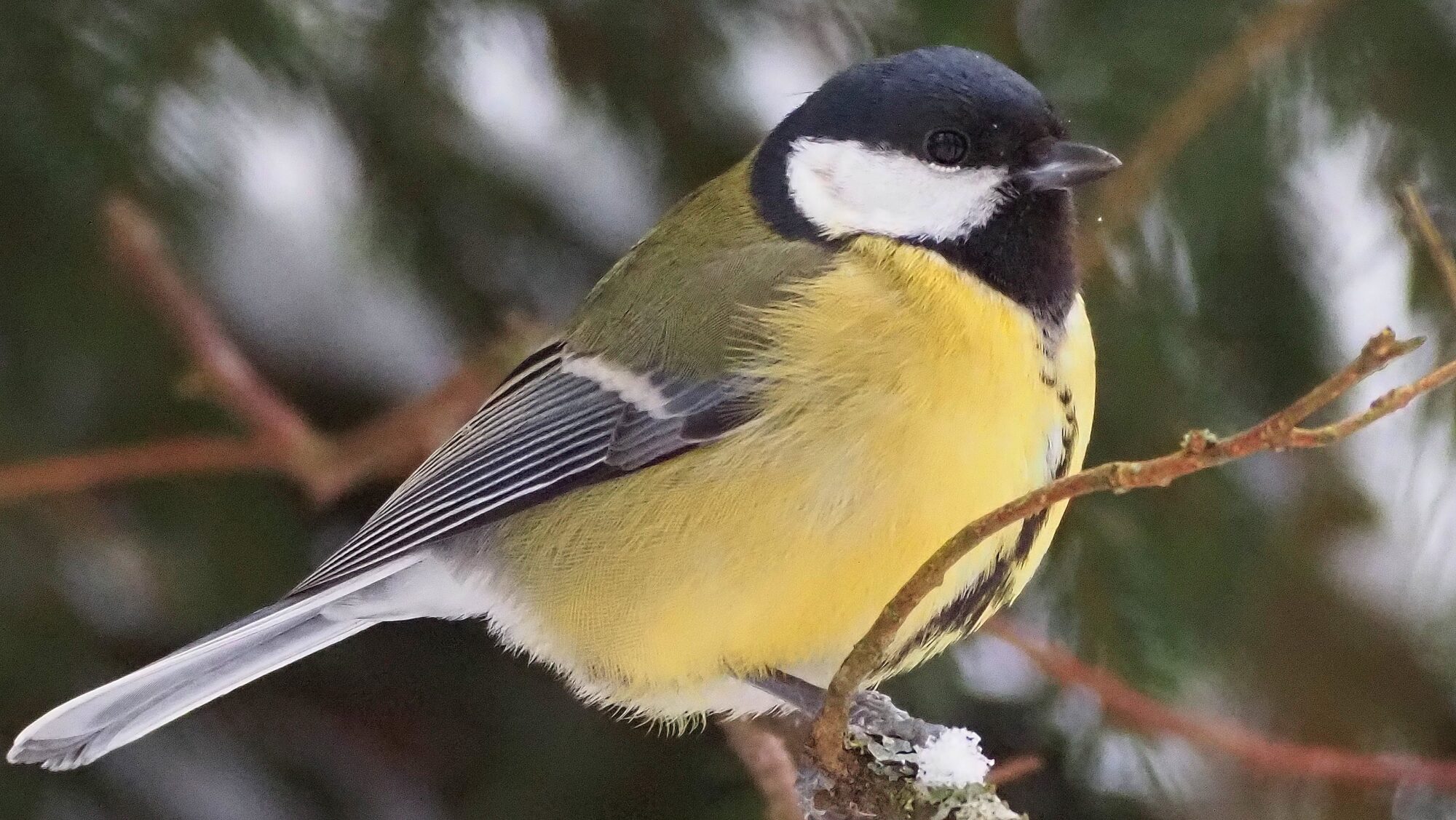 Valokuvaaja: Arja Valtonen