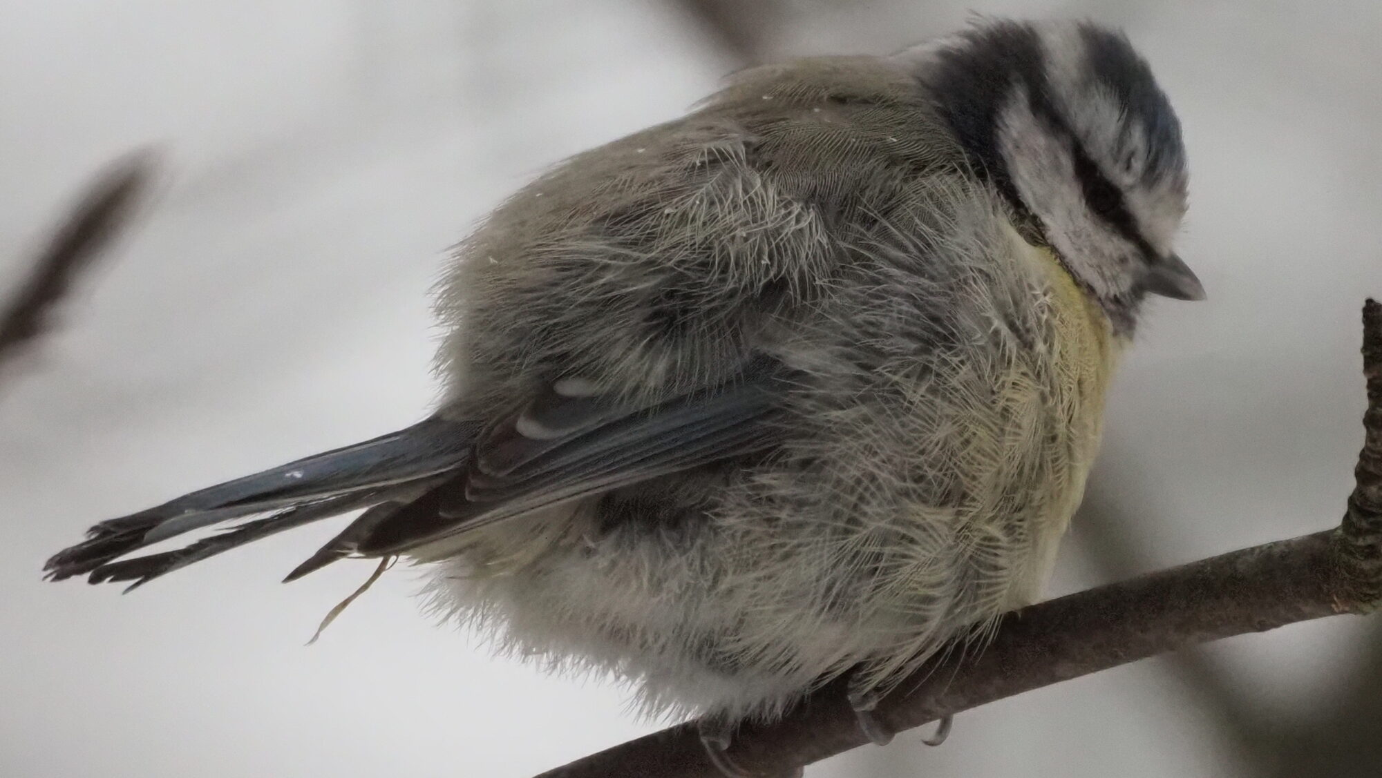 Valokuvaaja: Martti Valtonen
