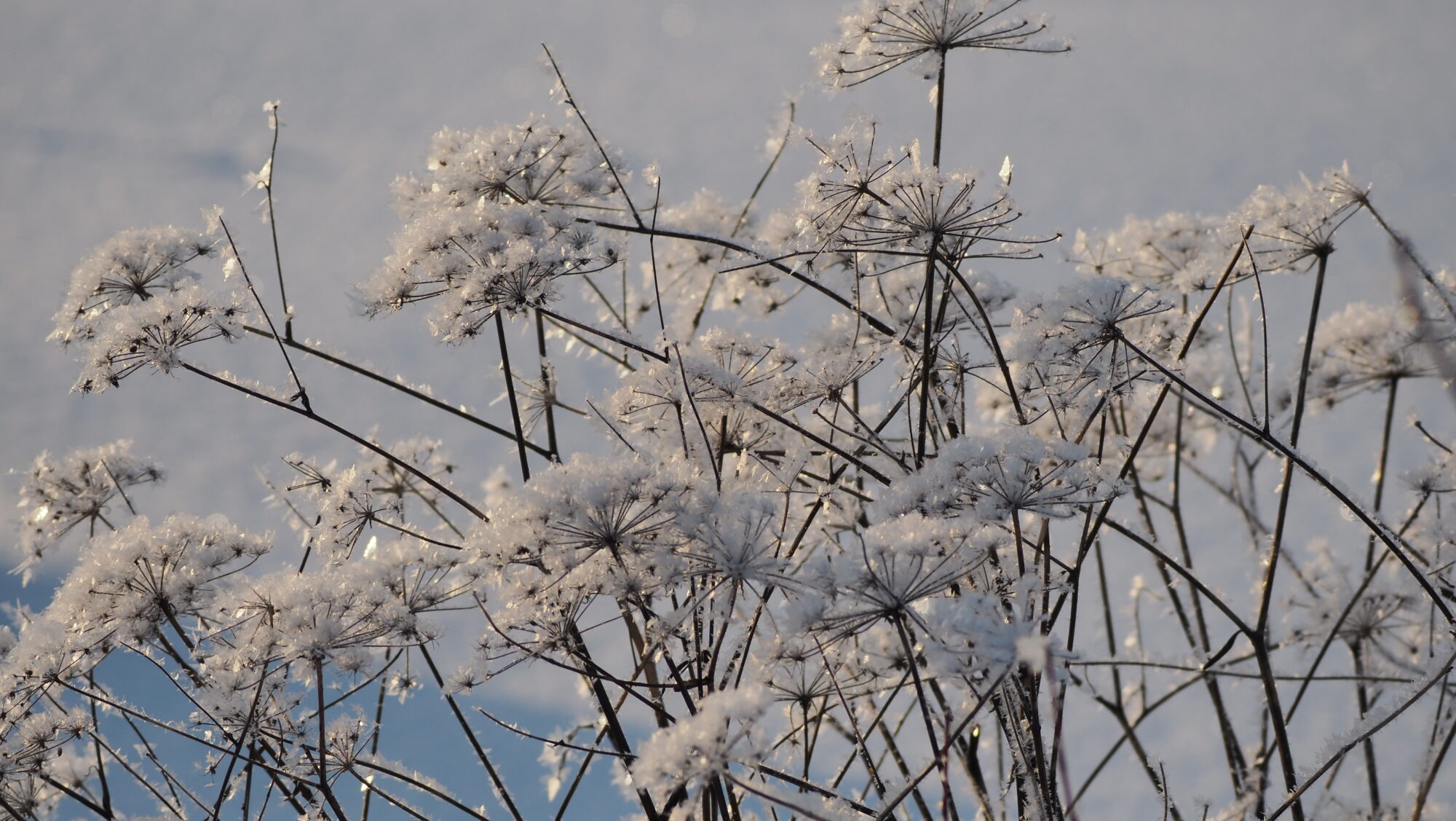 Valokuvaaja: Arja Valtonen