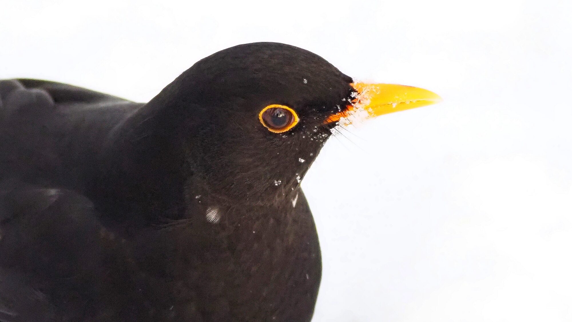 Valokuvaaja: Arja Valtonen