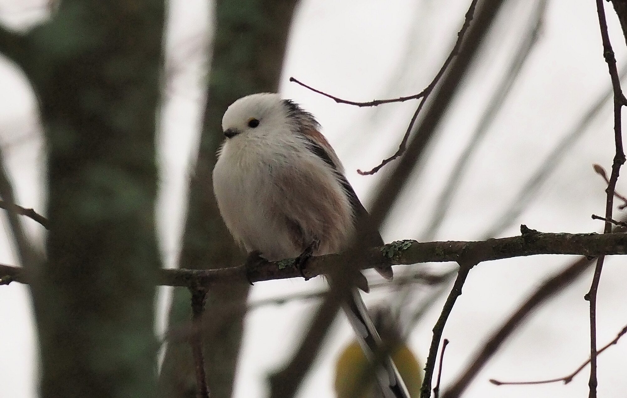Valokuvaaja: Martti Valtonen