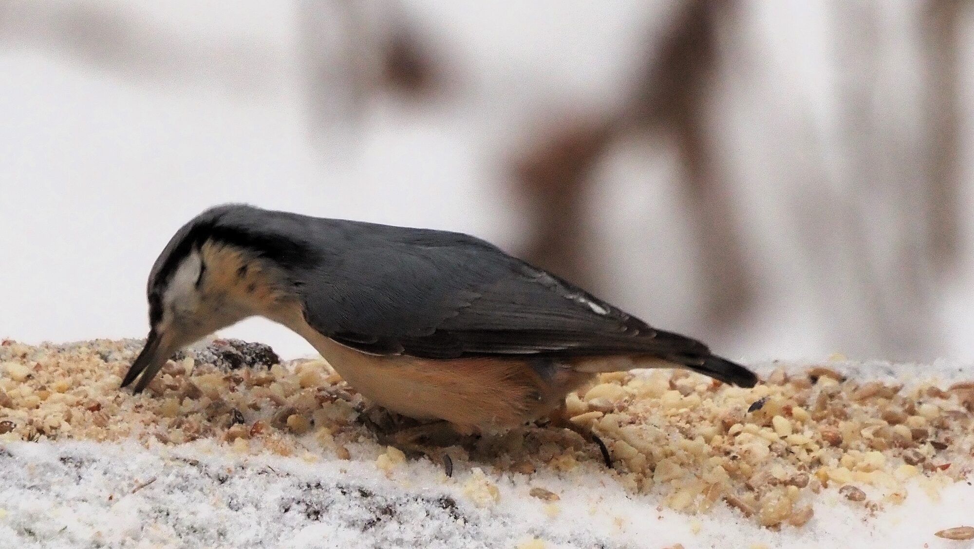 Valokuvaaja: Arja Valtonen