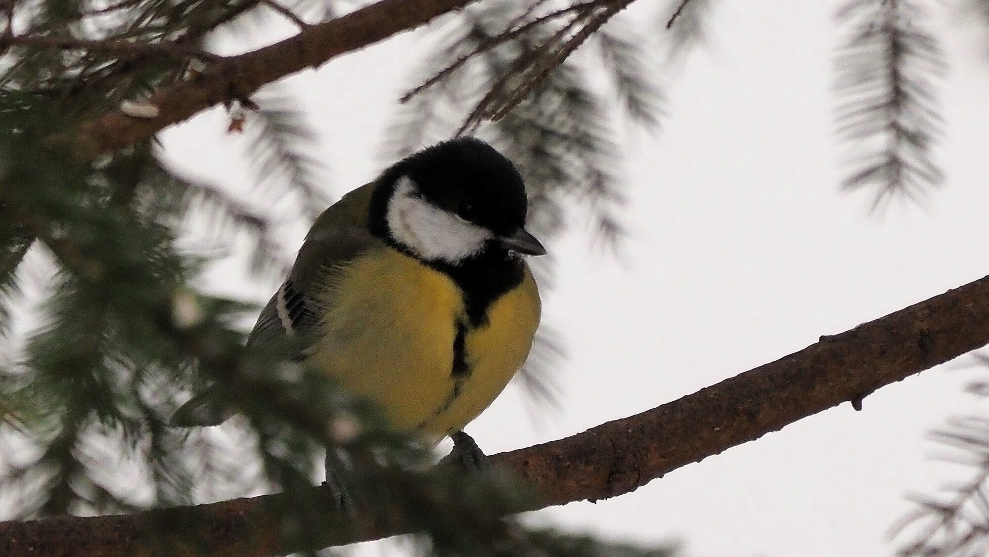 Valokuvaaja: Arja Valtonen