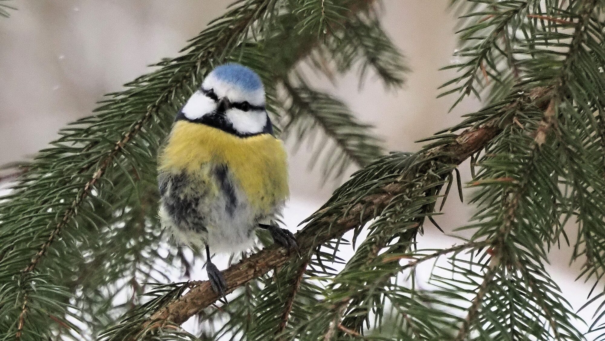 Valokuvaaja: Arja Valtonen