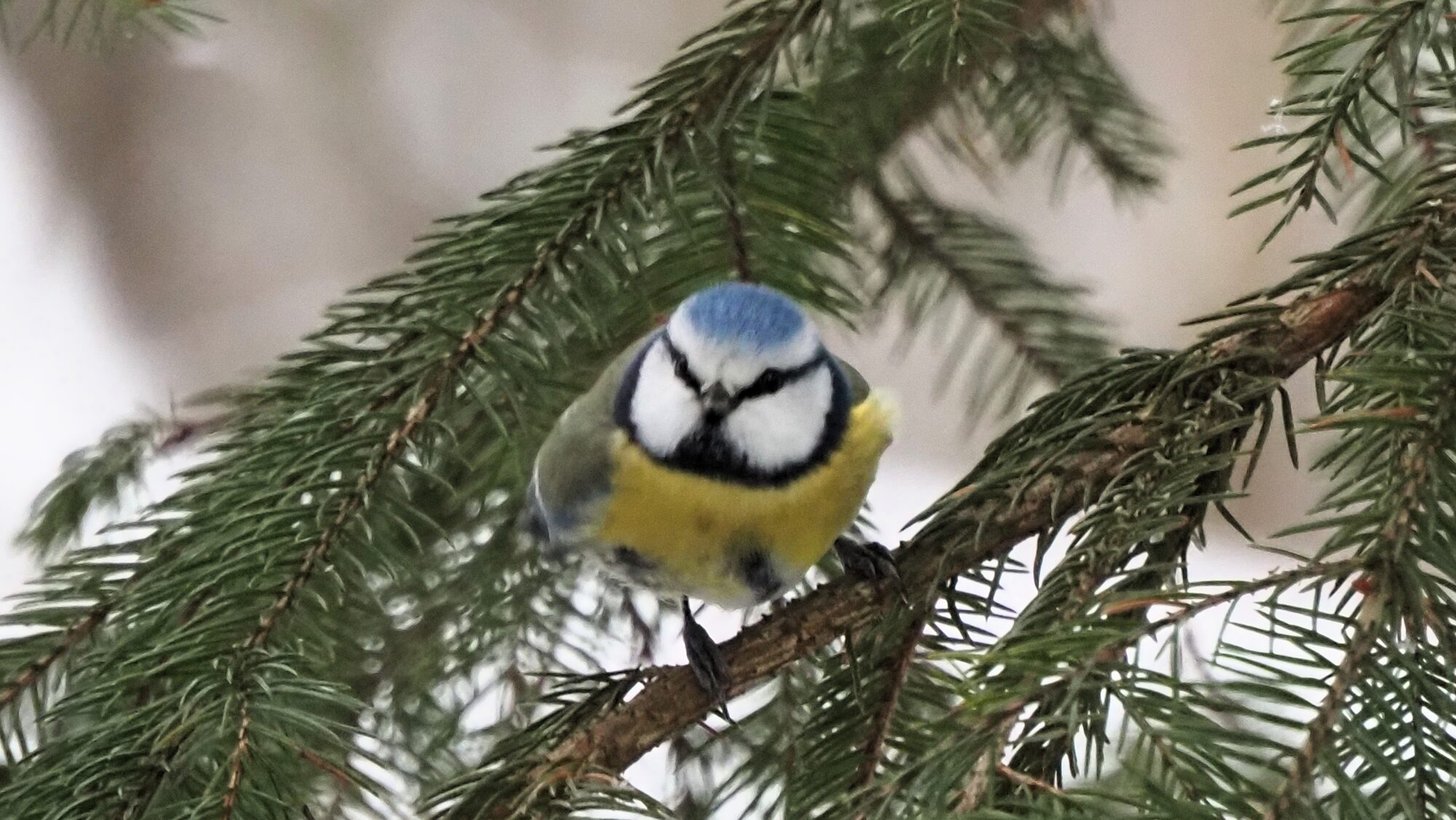 Valokuvaaja: Arja Valtonen