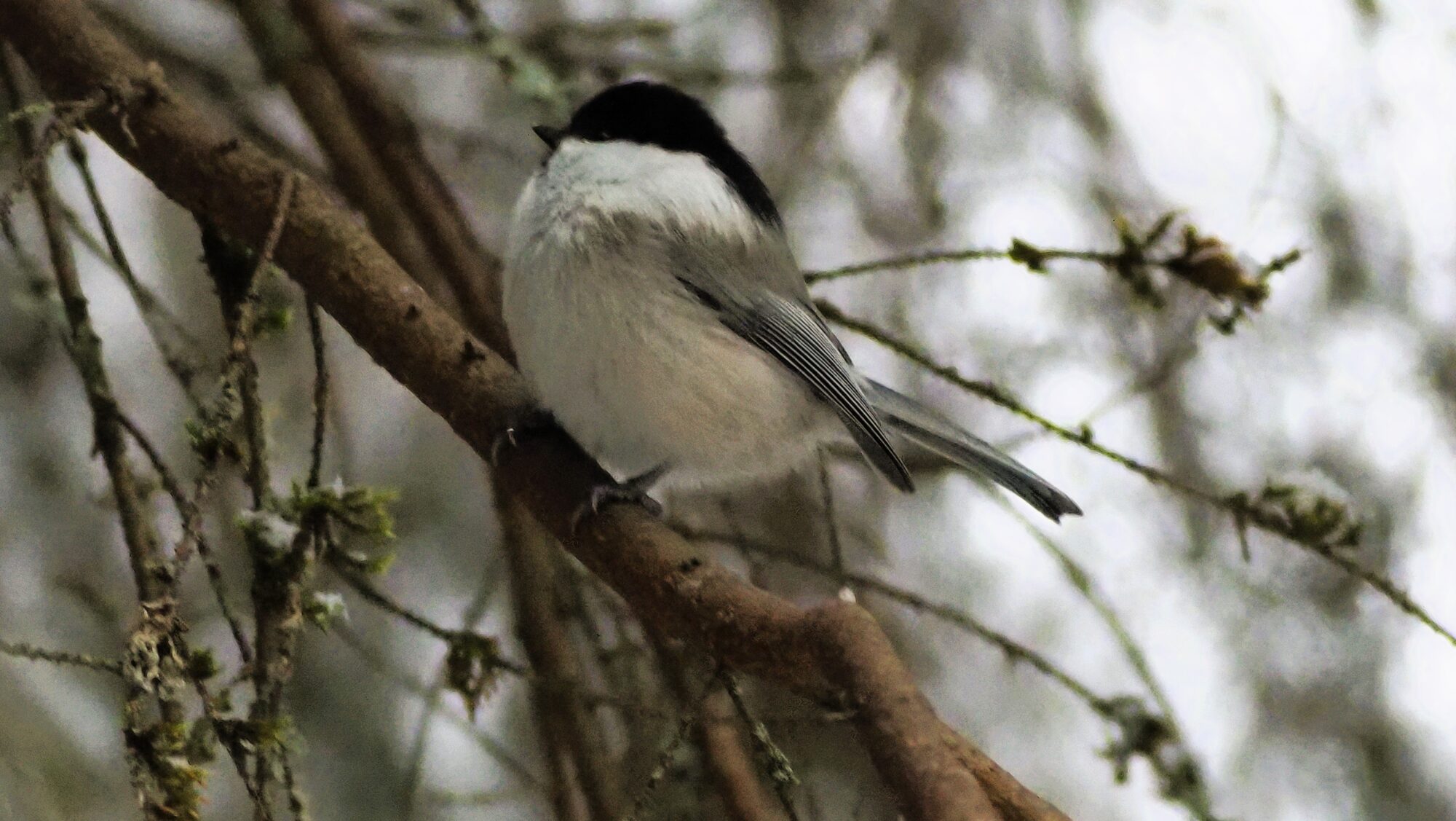 Valokuvaaja: Arja Valtonen