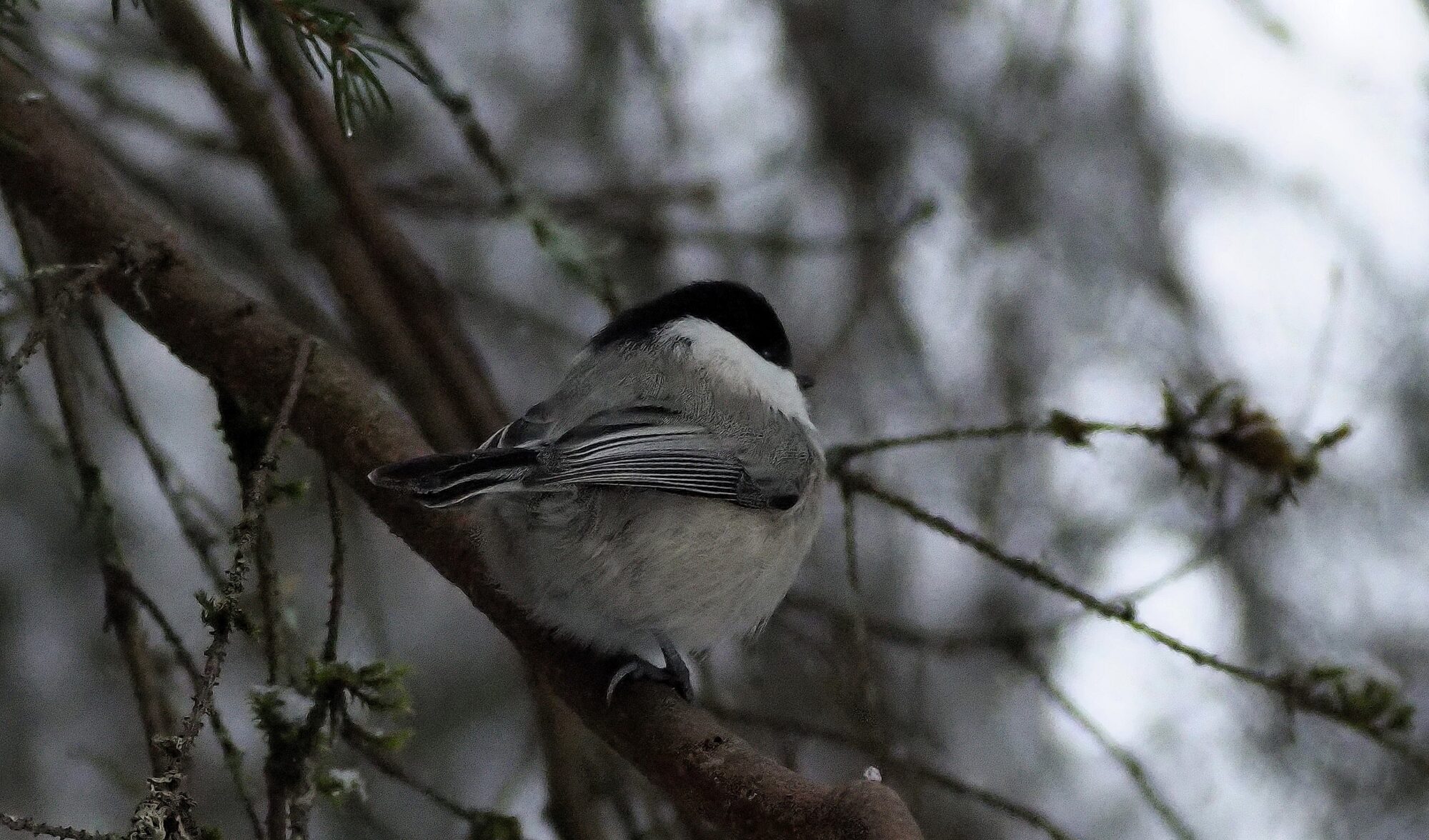 Valokuvaaja: Arja Valtonen