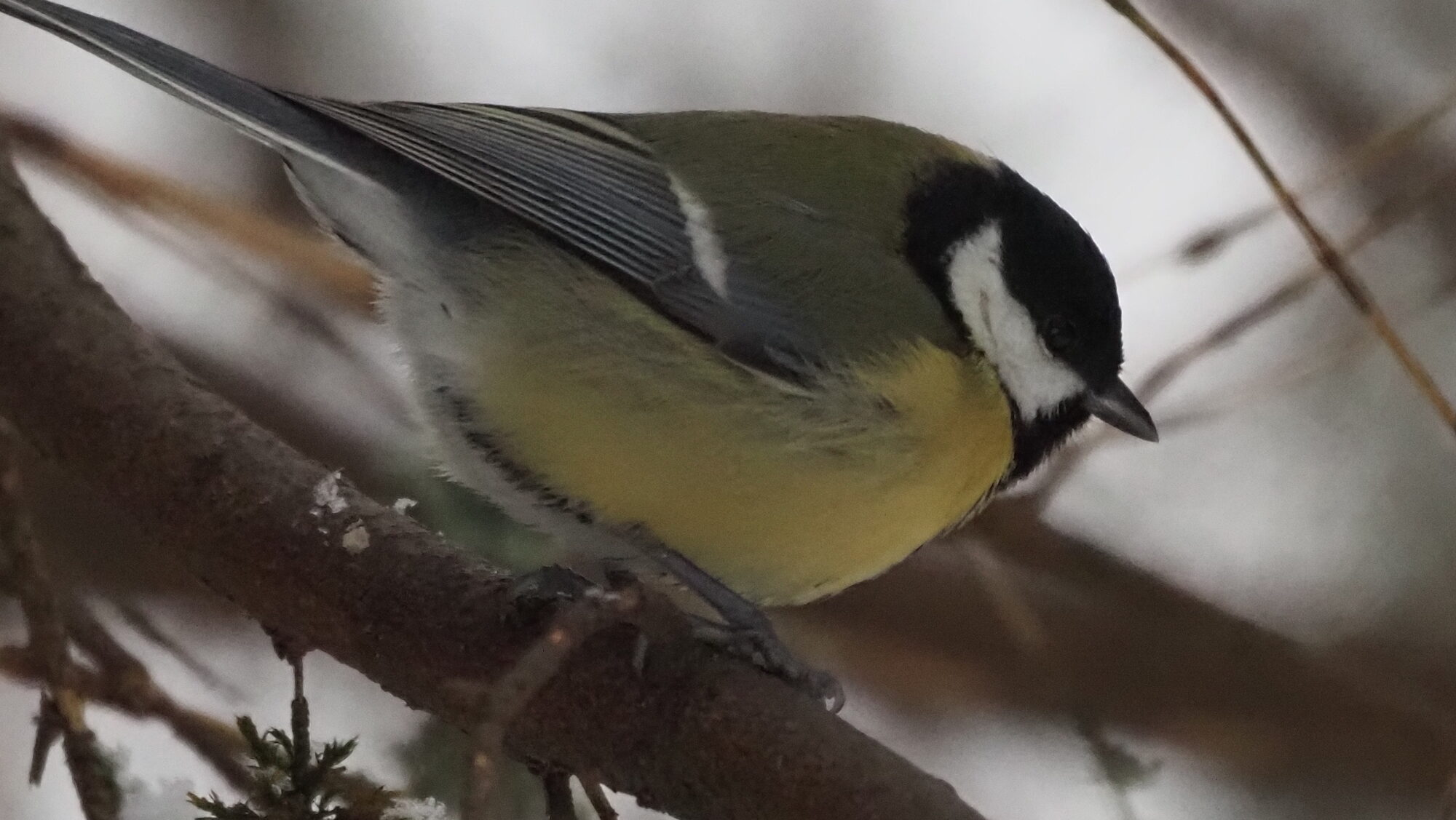 Valokuvaaja: Arja Valtonen