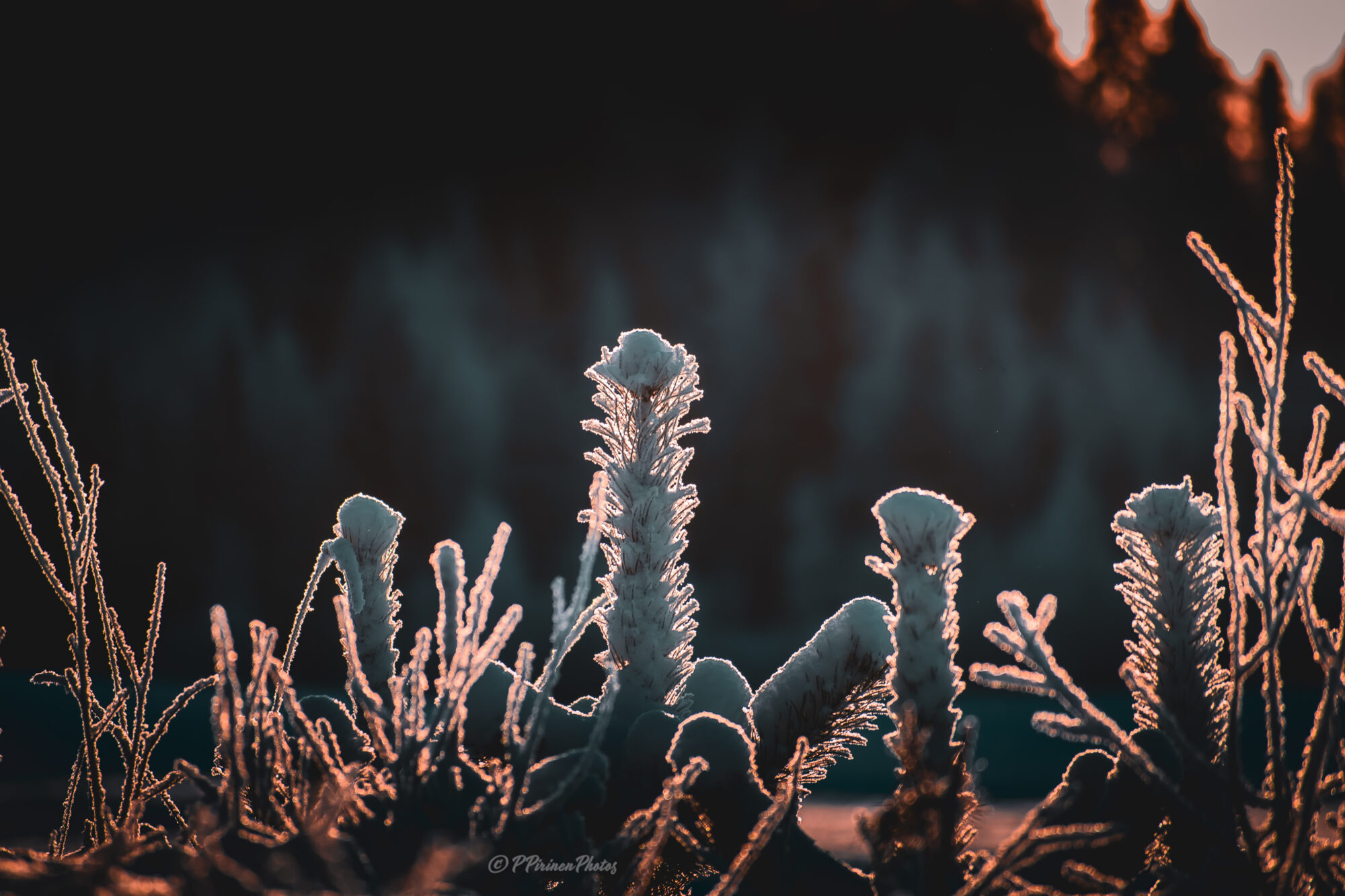 Valokuvaaja: Pasi Pirinen