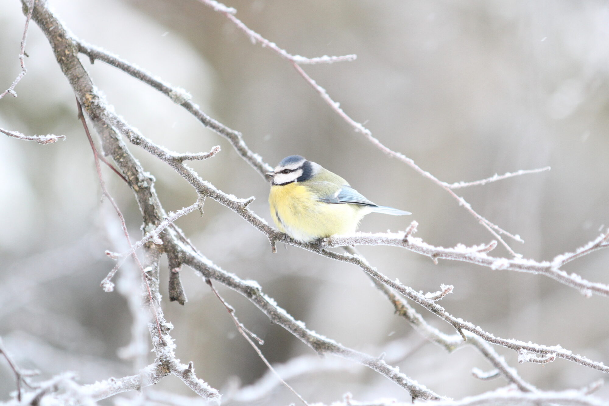 Valokuvaaja: Kaarlo Asikainen