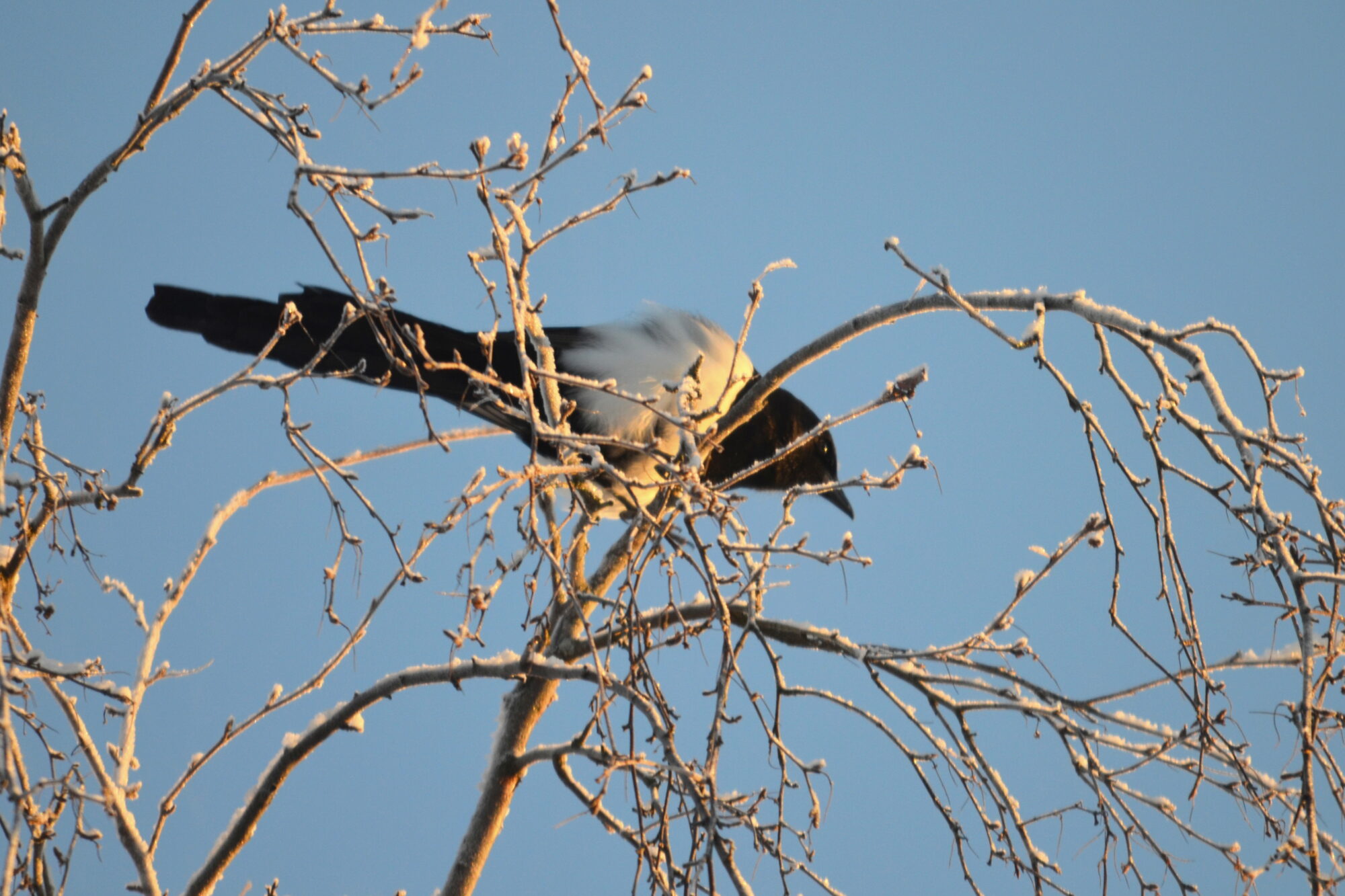 Valokuvaaja: Kaarlo Asikainen