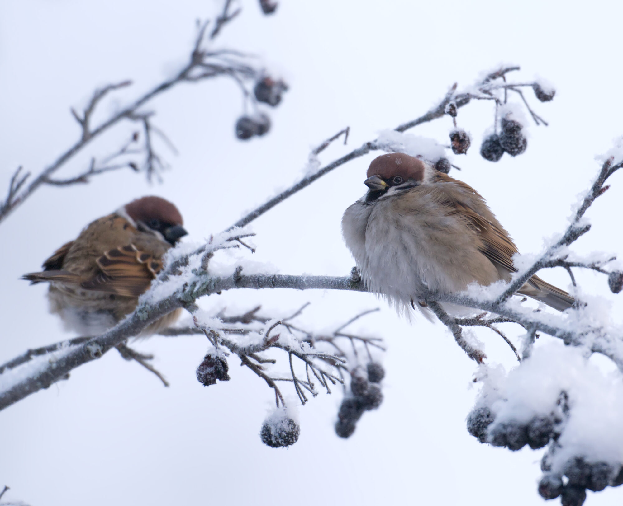 Valokuvaaja: Päivi Kiiskinen-Mustonen