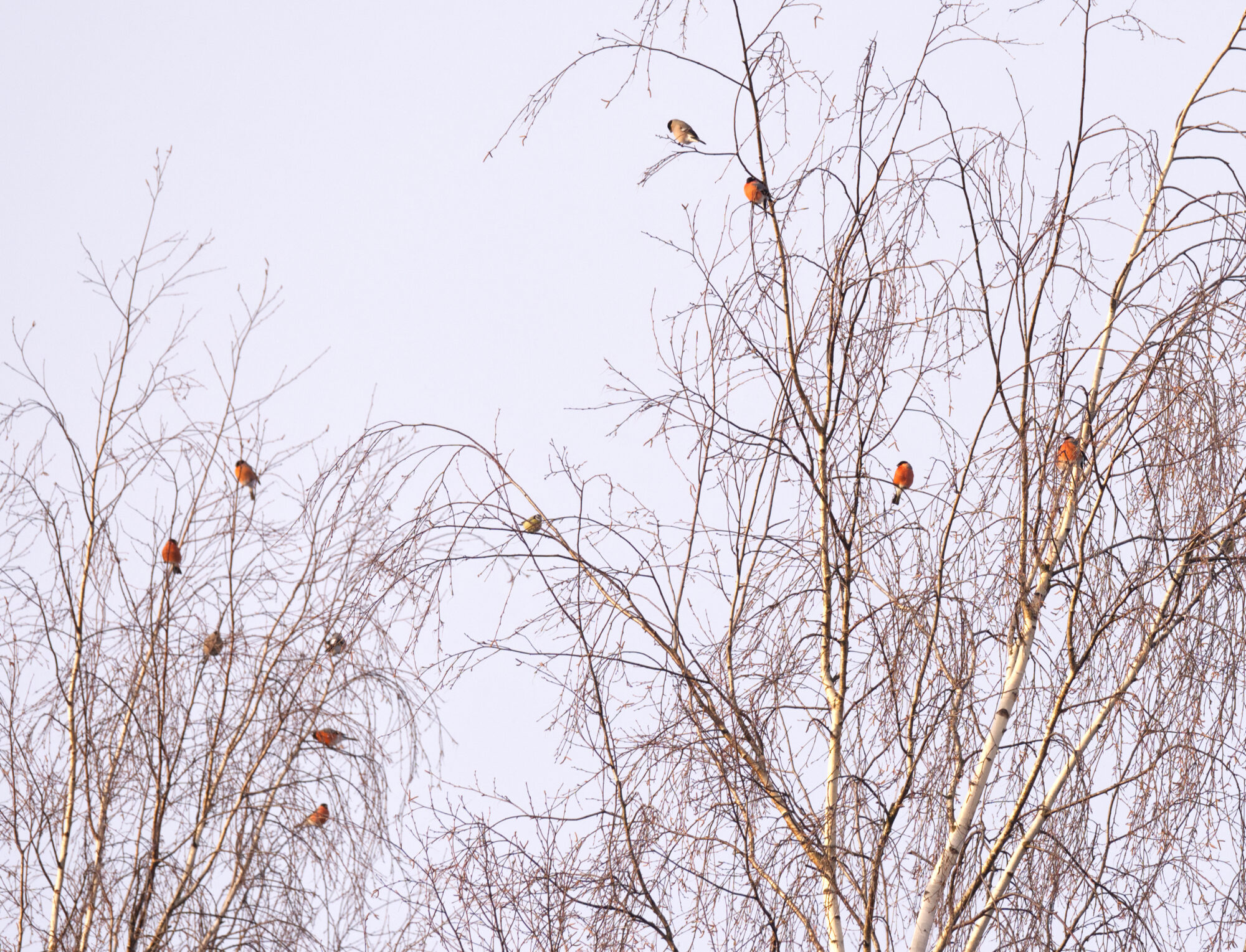 Valokuvaaja: Päivi Kiiskinen-Mustonen