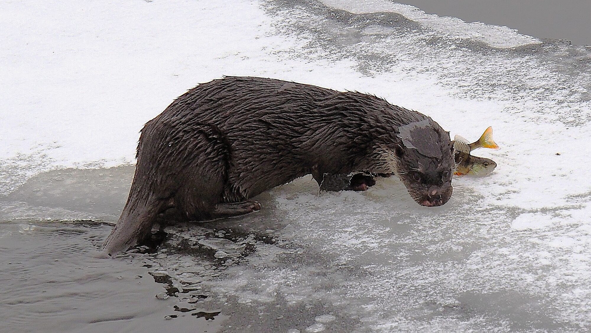Valokuvaaja: Jouni Neuvonen