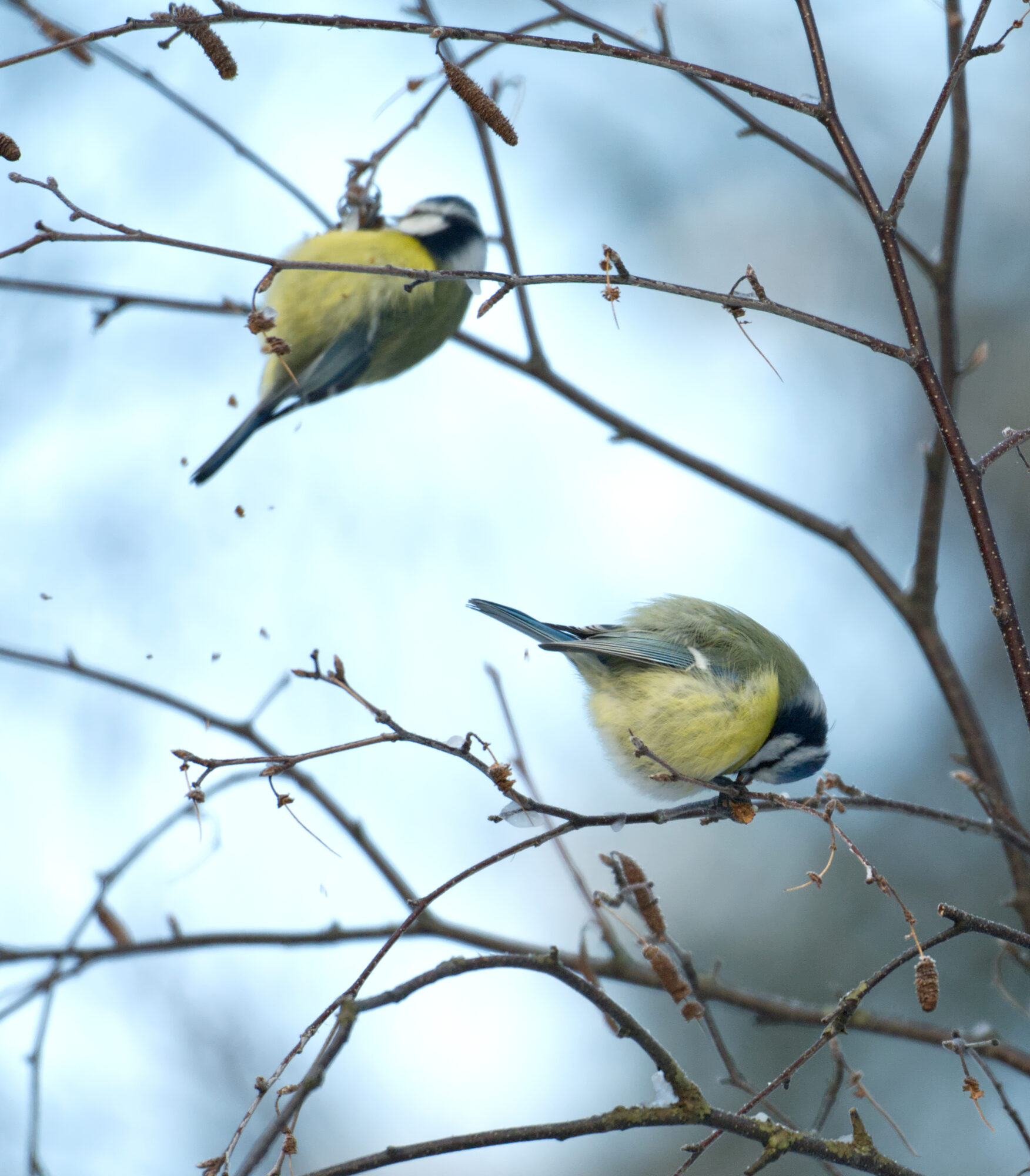 Valokuvaaja: Päivi Kiiskinen-Mustonen