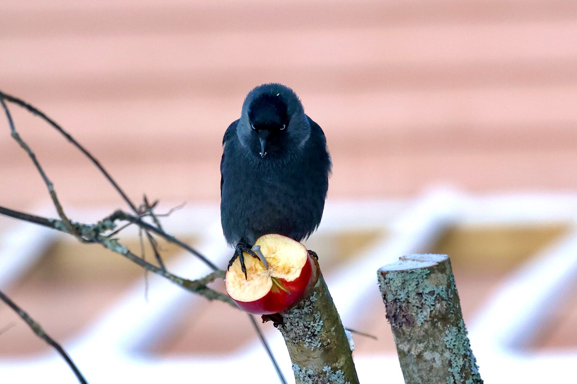 Valokuvaaja: Jukka Henriksson