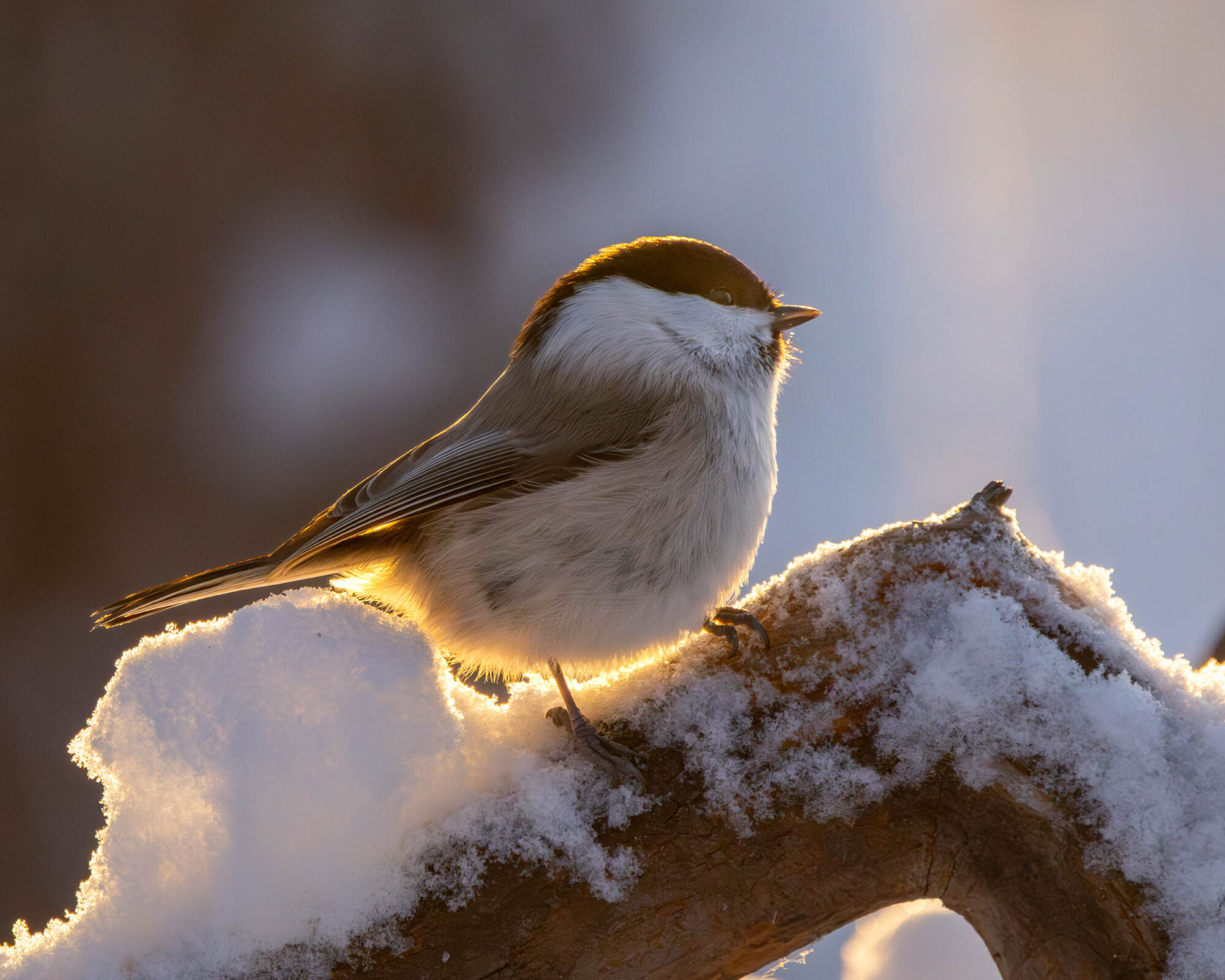 Valokuvaaja: Hannu Tikkanen