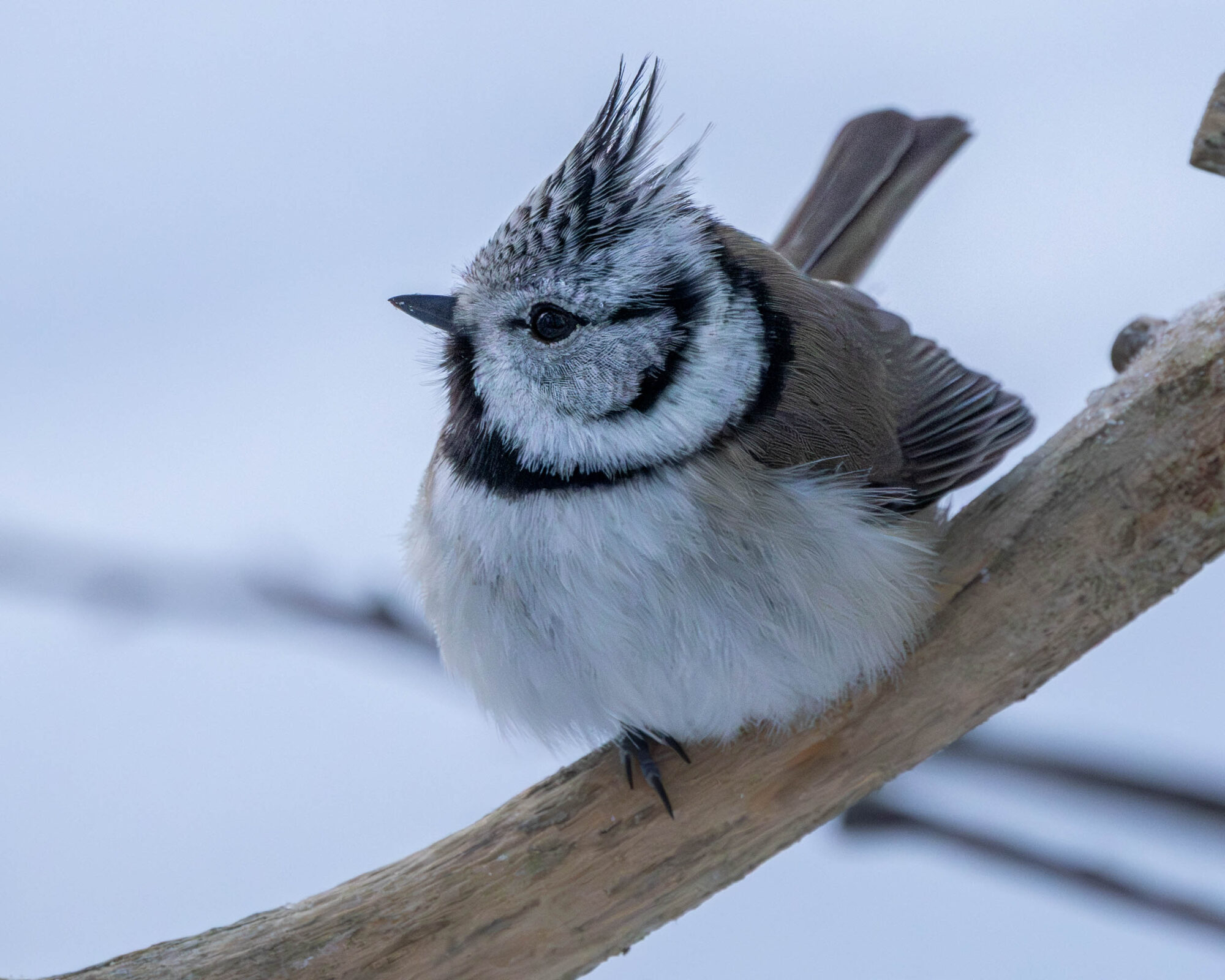 Valokuvaaja: Hannu Tikkanen