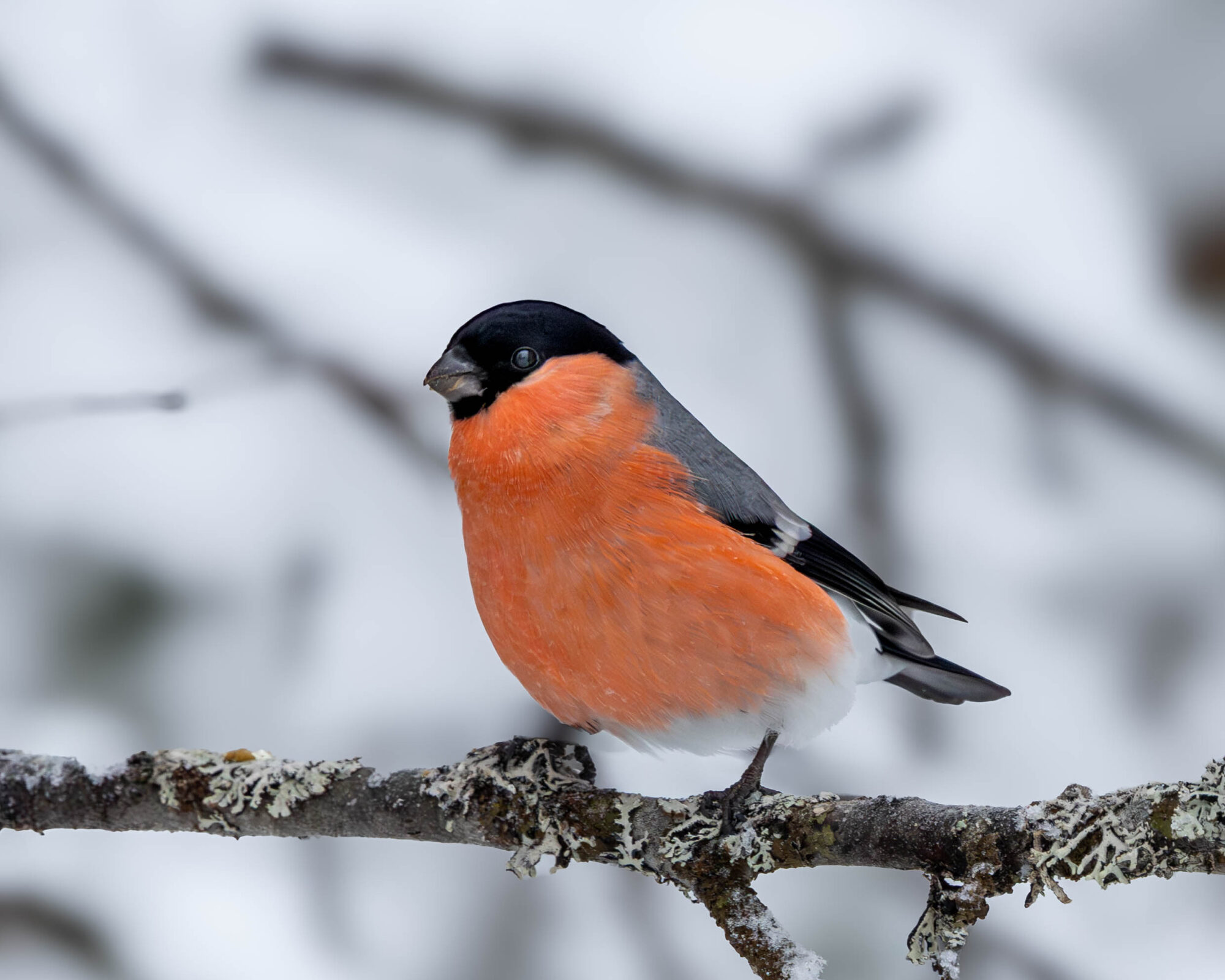 Valokuvaaja: Hannu Tikkanen