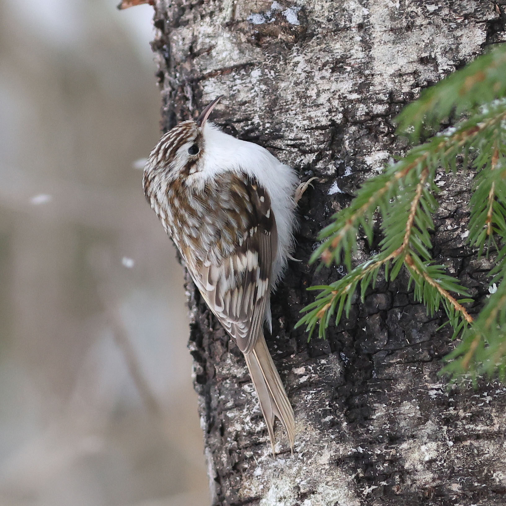 Valokuvaaja: Irma Kortekallio