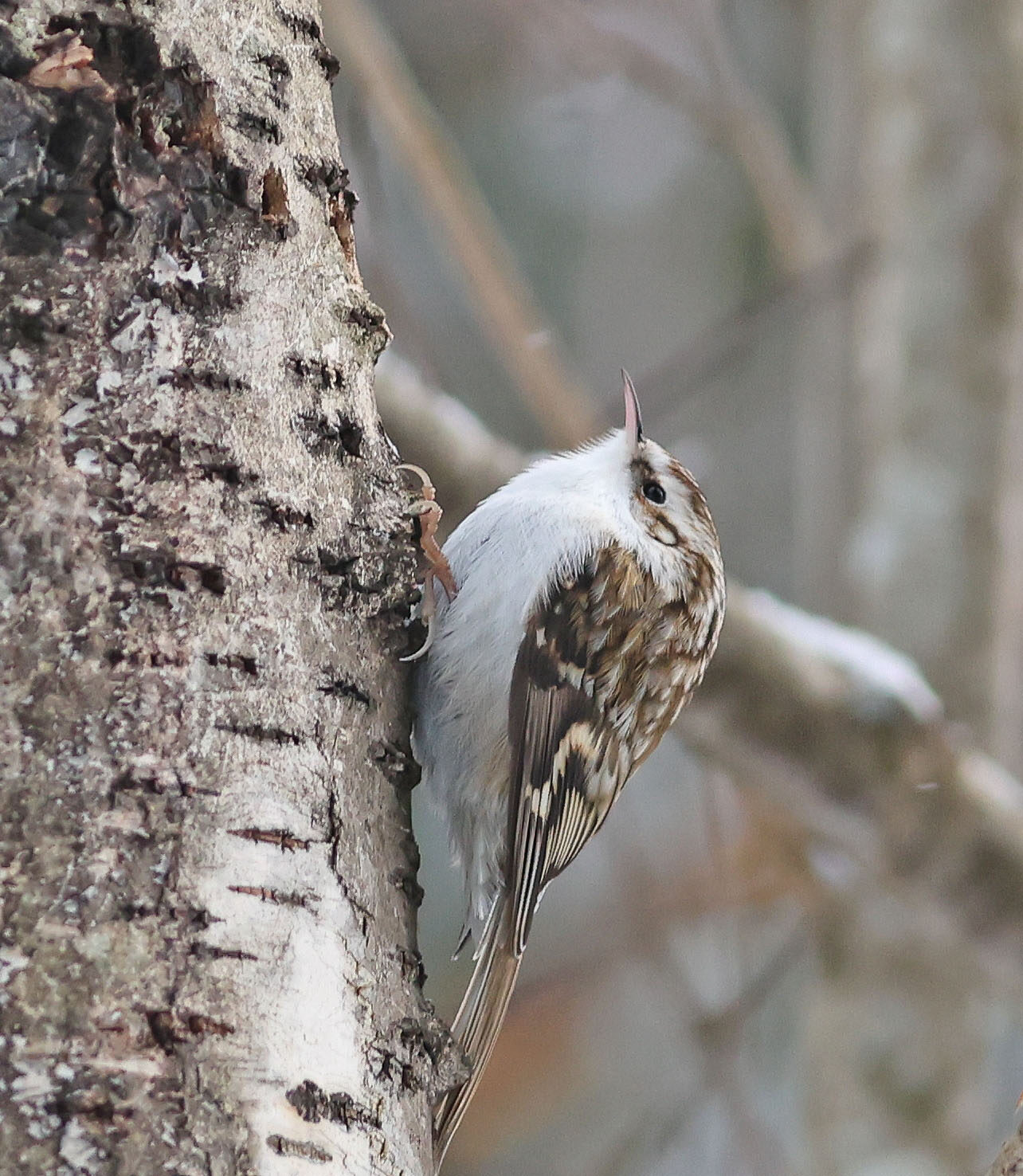 Valokuvaaja: Irma Kortekallio