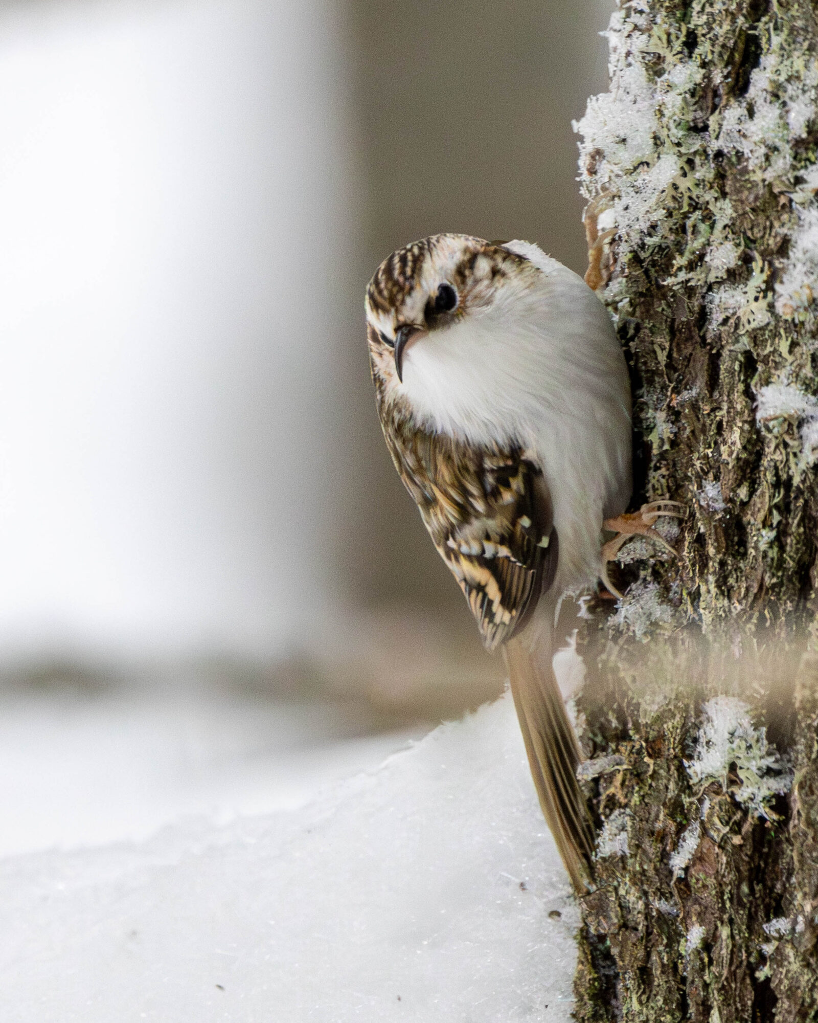 Valokuvaaja: Hannu Tikkanen