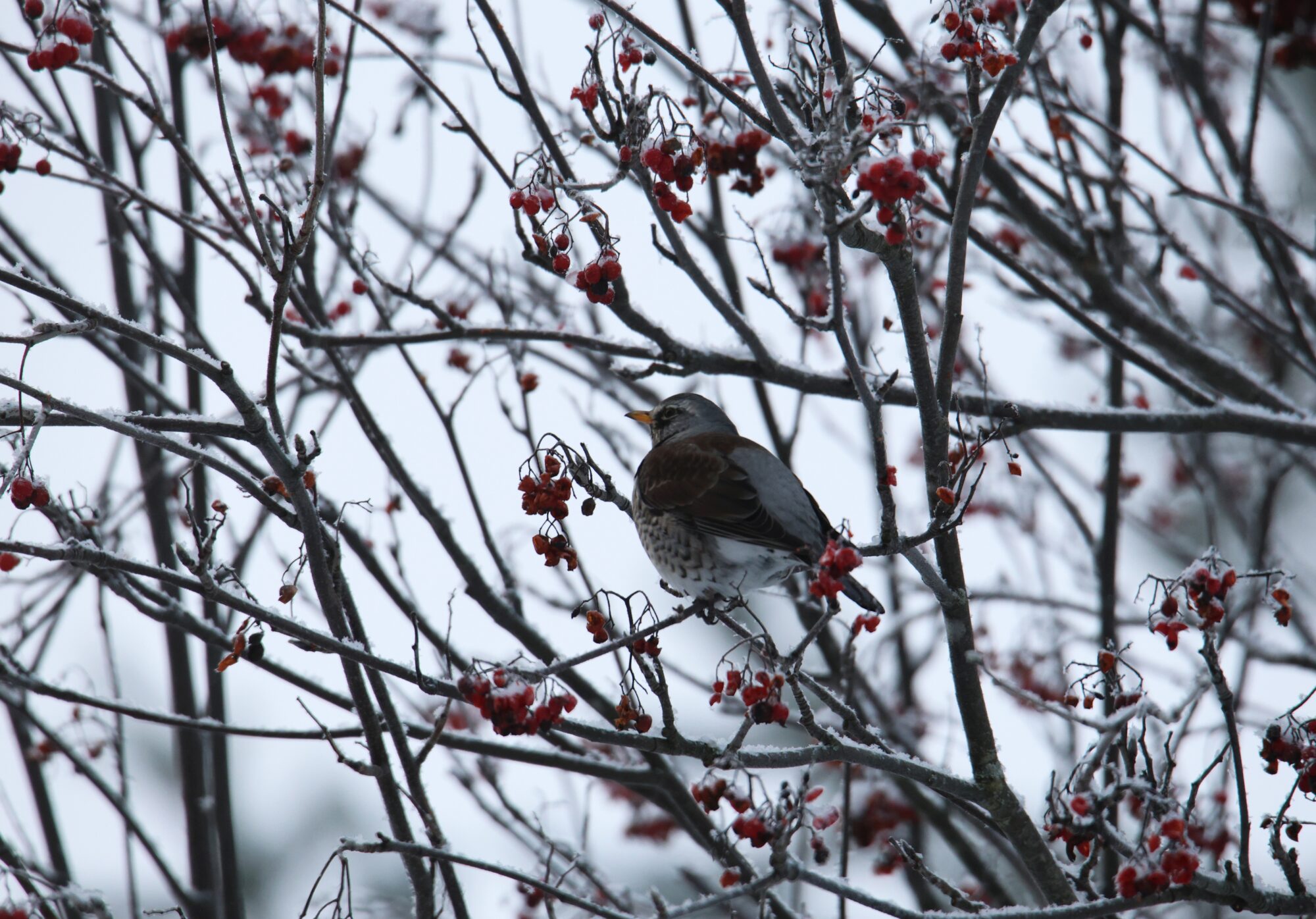 Valokuvaaja: Jaana Saarelainen