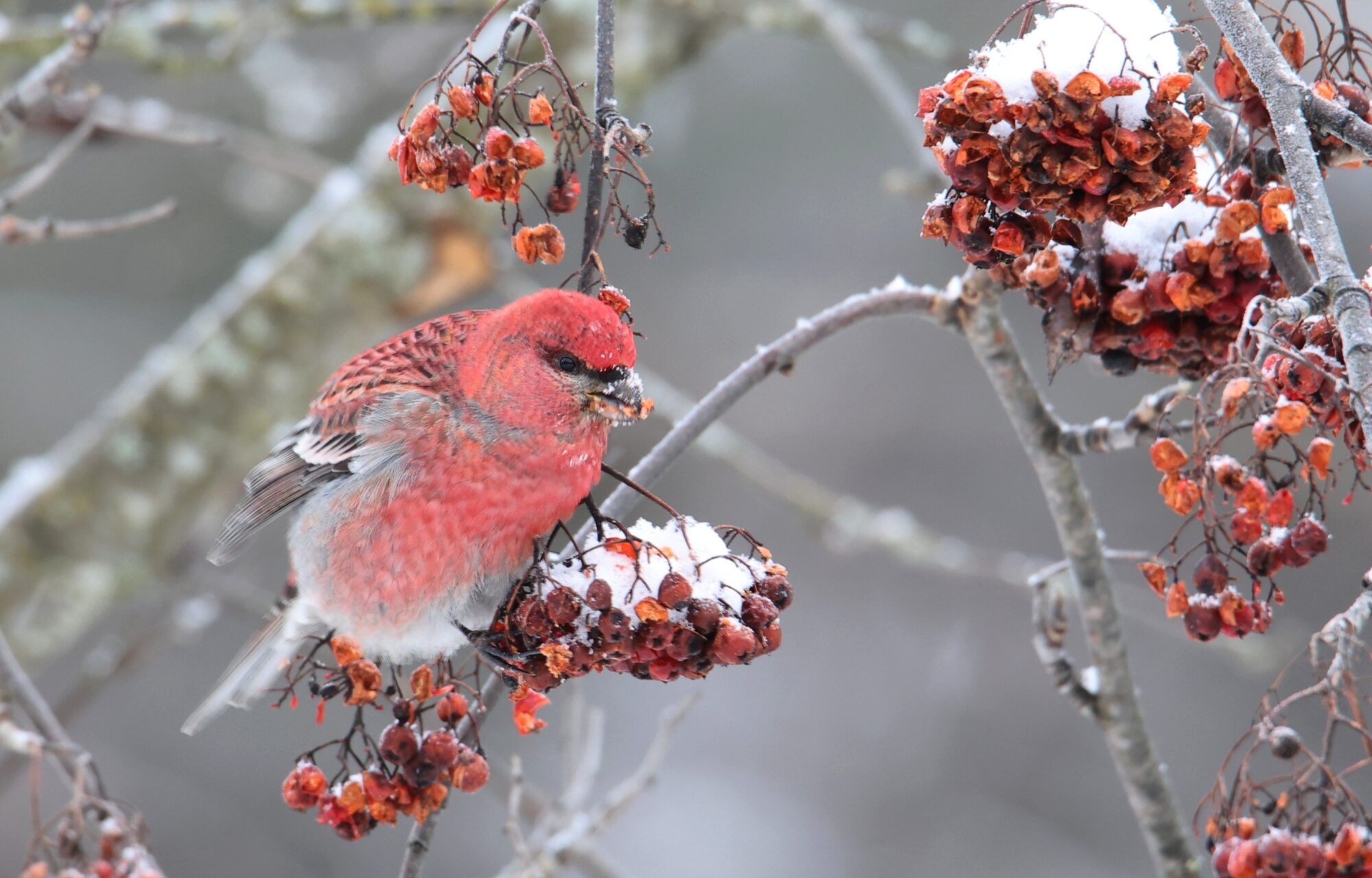 Valokuvaaja: Jaana Saarelainen
