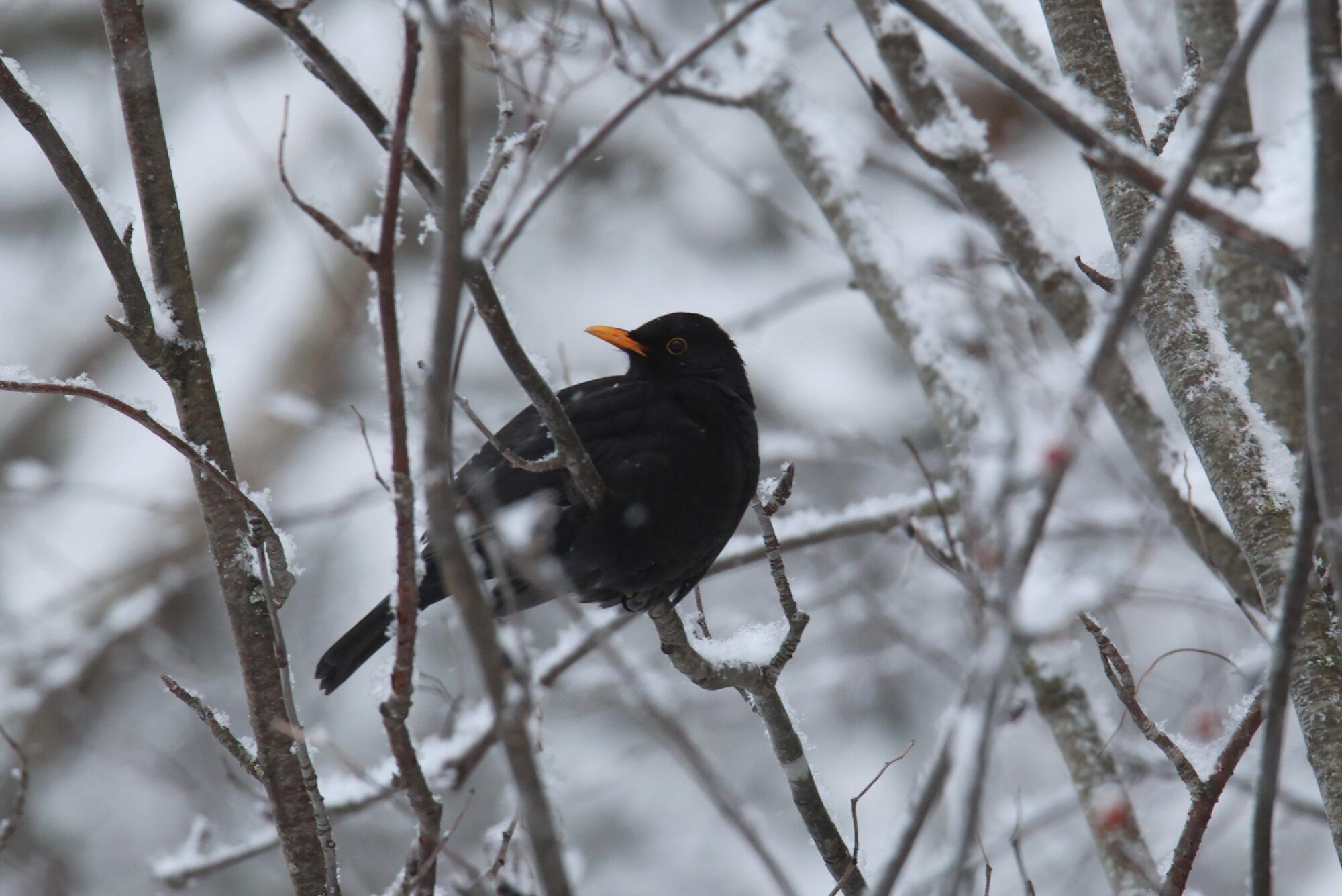 Valokuvaaja: Jaana Saarelainen