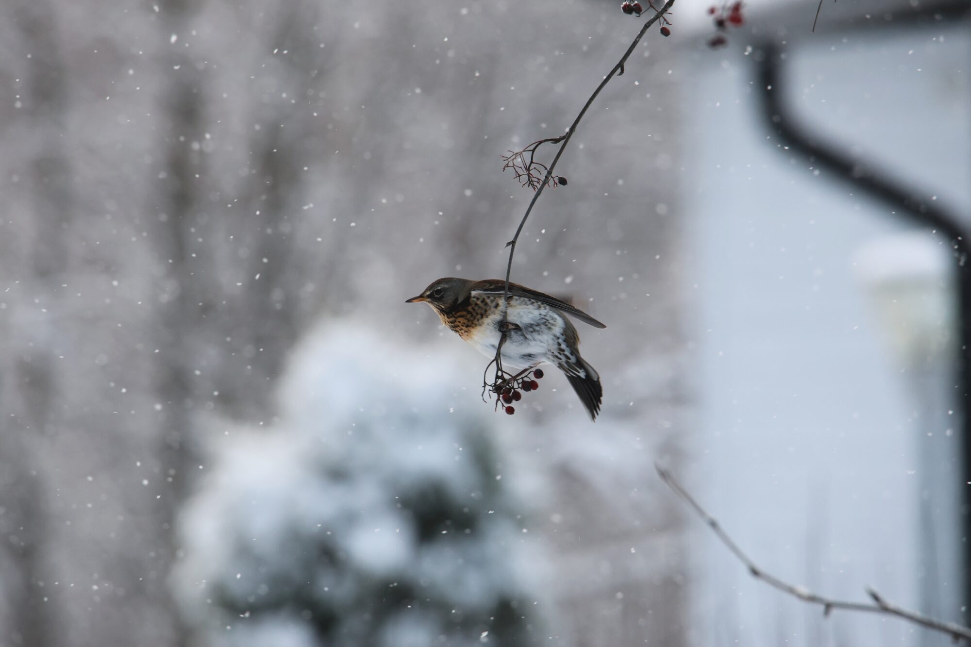 Valokuvaaja: Jaana Saarelainen