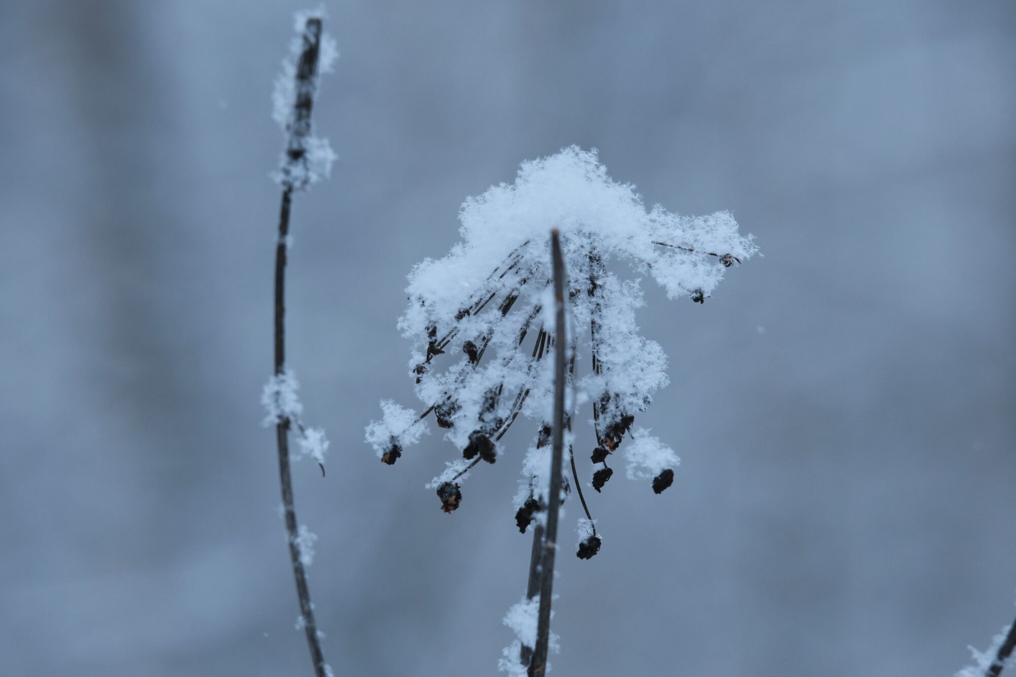Valokuvaaja: Jaana Saarelainen