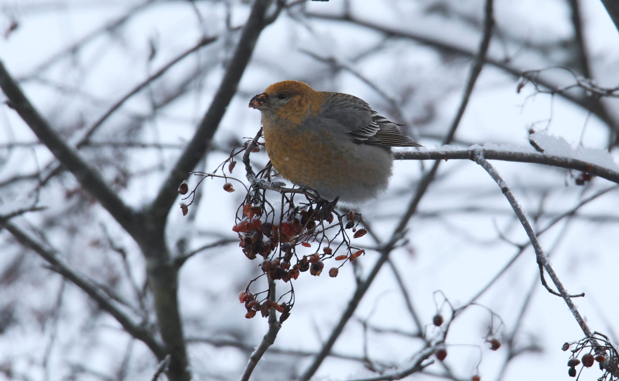 Valokuvaaja: Jaana Saarelainen