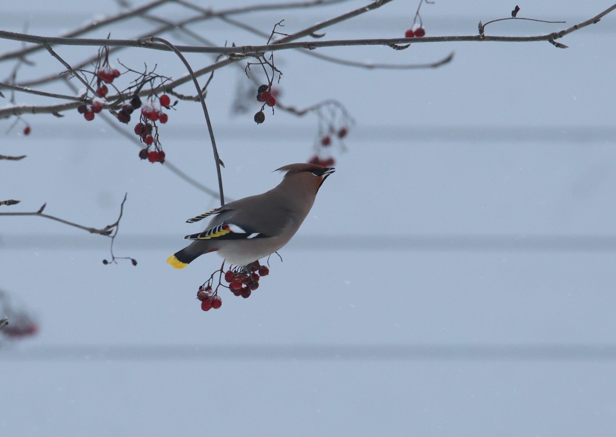 Valokuvaaja: Jaana Saarelainen