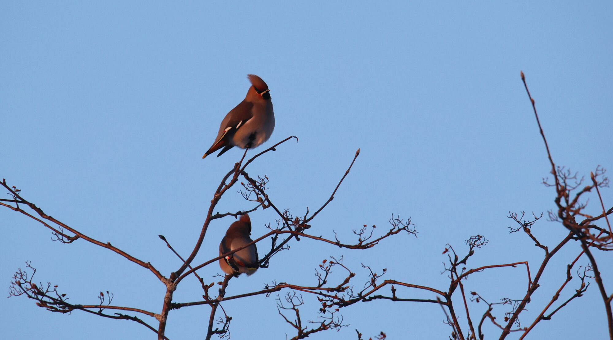 Valokuvaaja: Jaana Saarelainen