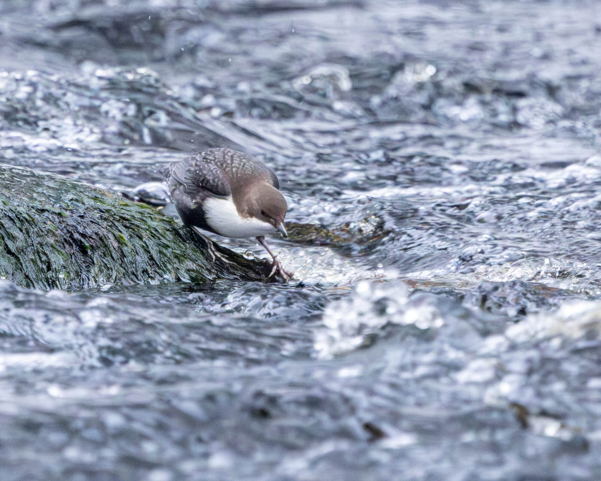 Valokuvaaja: Hannu Tikkanen