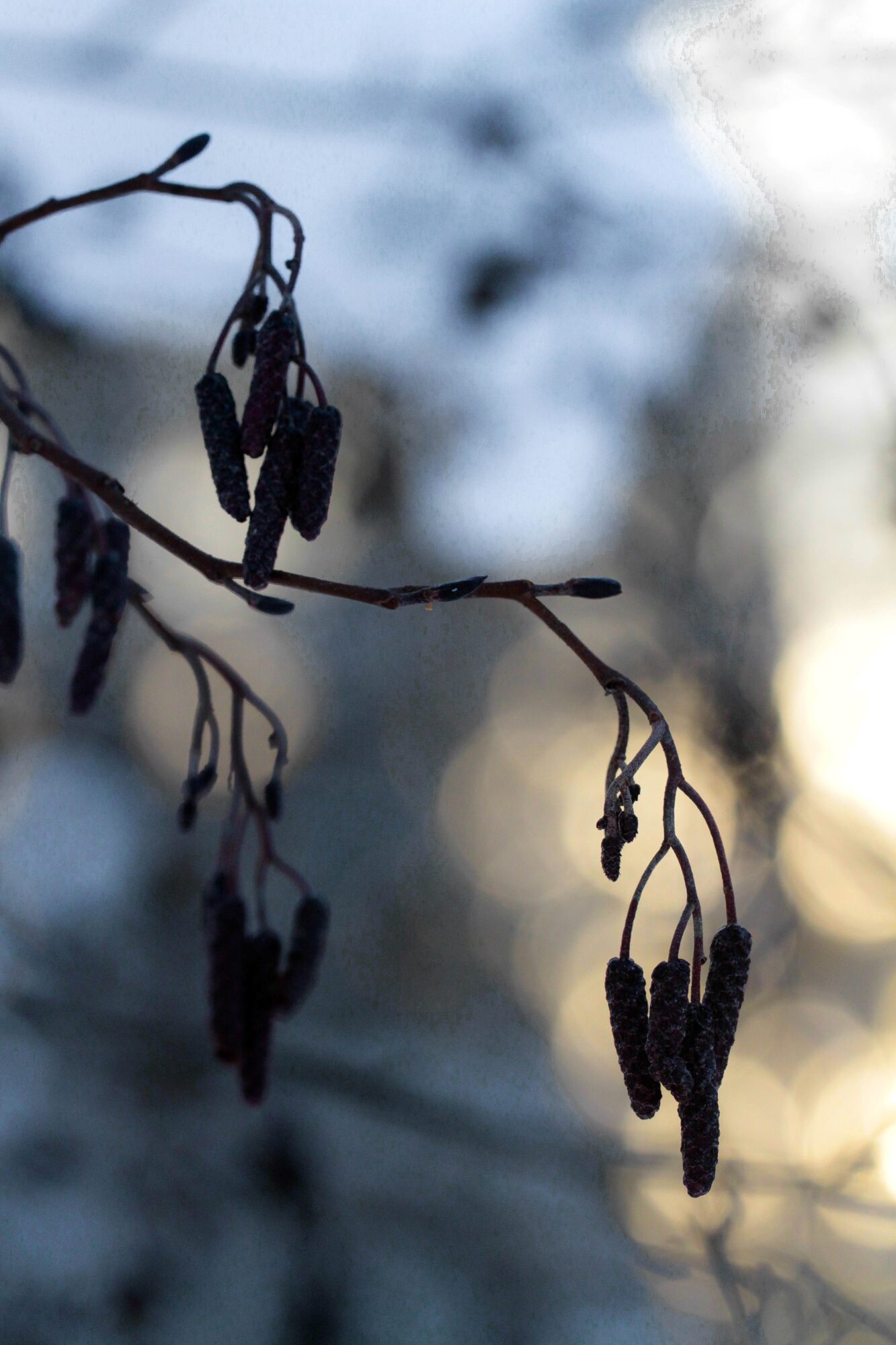 Valokuvaaja: Terhi Tertu Nieminen