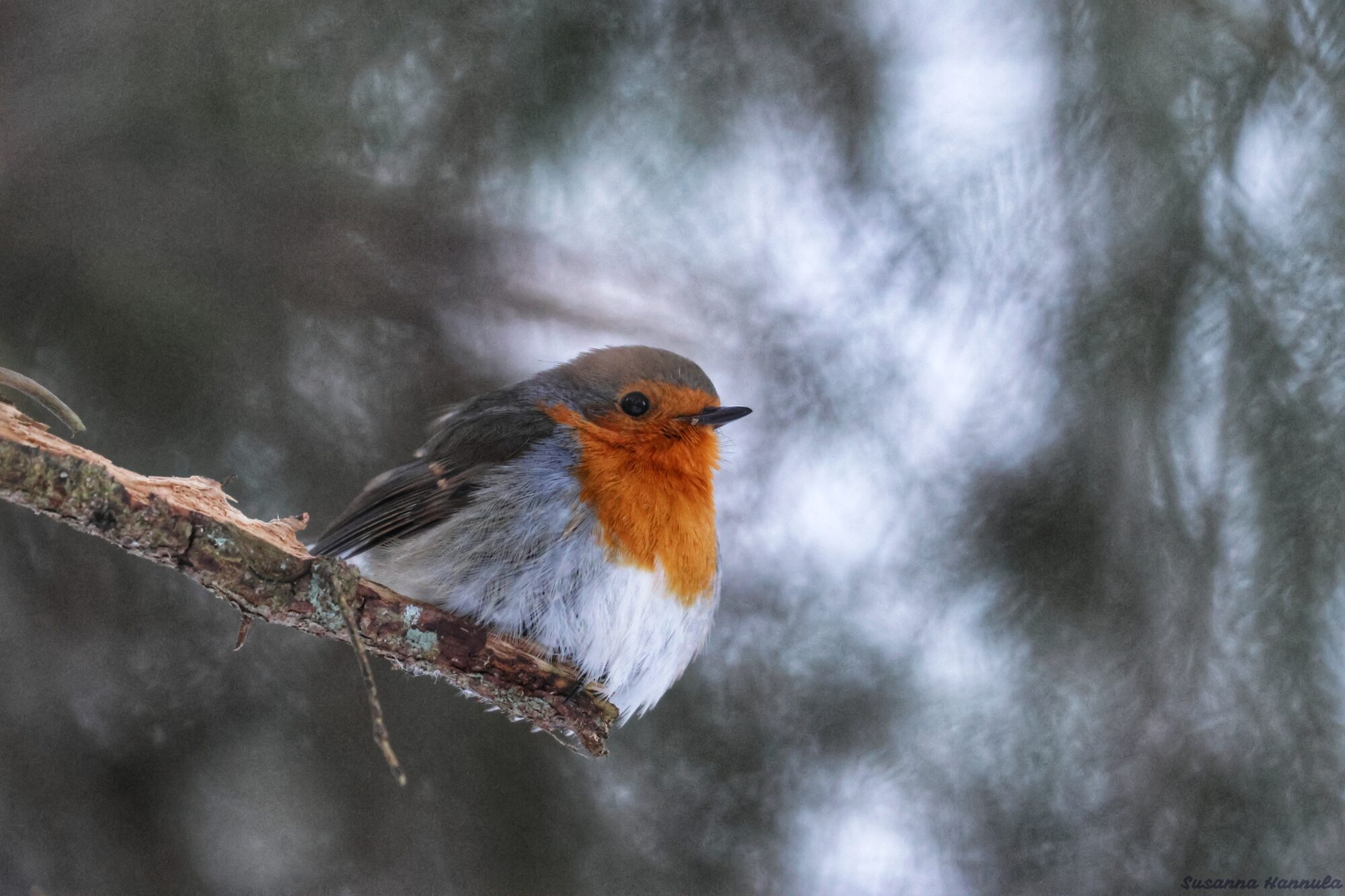 Valokuvaaja: Susanna Hannula
